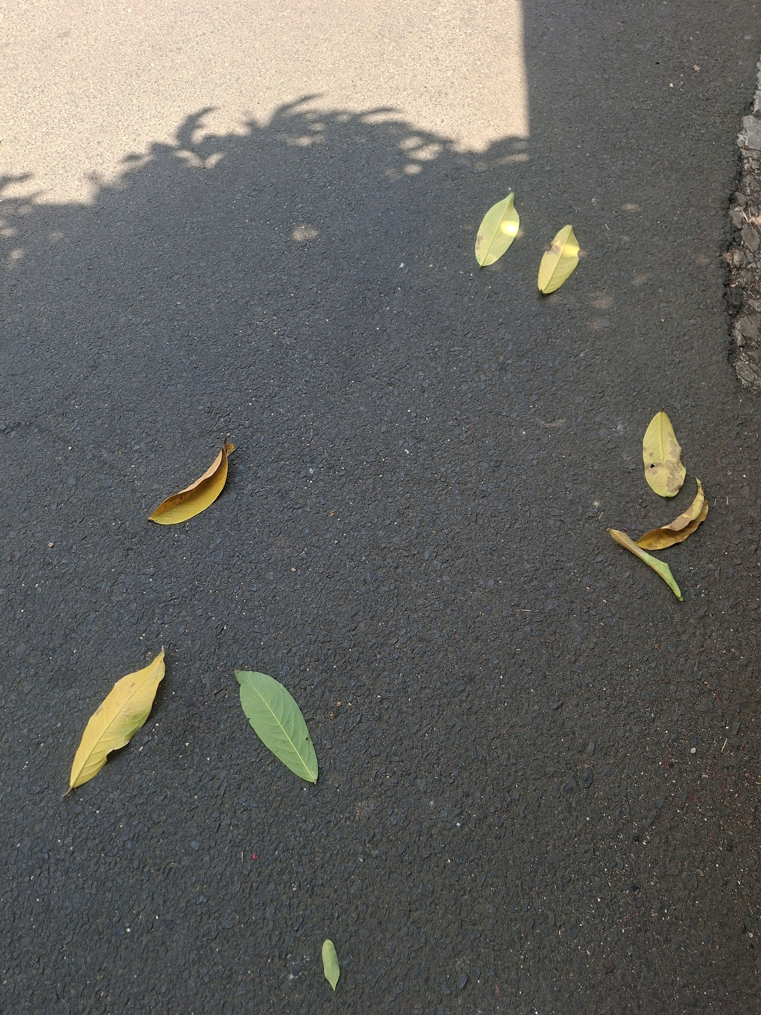 The image shows several fallen leaves scattered on an asphalt surface, likely a road or pathway, in East Jakarta, Indonesia. The leaves are of varying colors, including yellow and green, and some appear dried and brittle. Sunlight casts dappled shadows from unseen foliage onto the asphalt, indicating an outdoor environment. The asphalt itself is dark gray and appears slightly textured. The overall scene suggests a natural element interacting with an urban infrastructure.