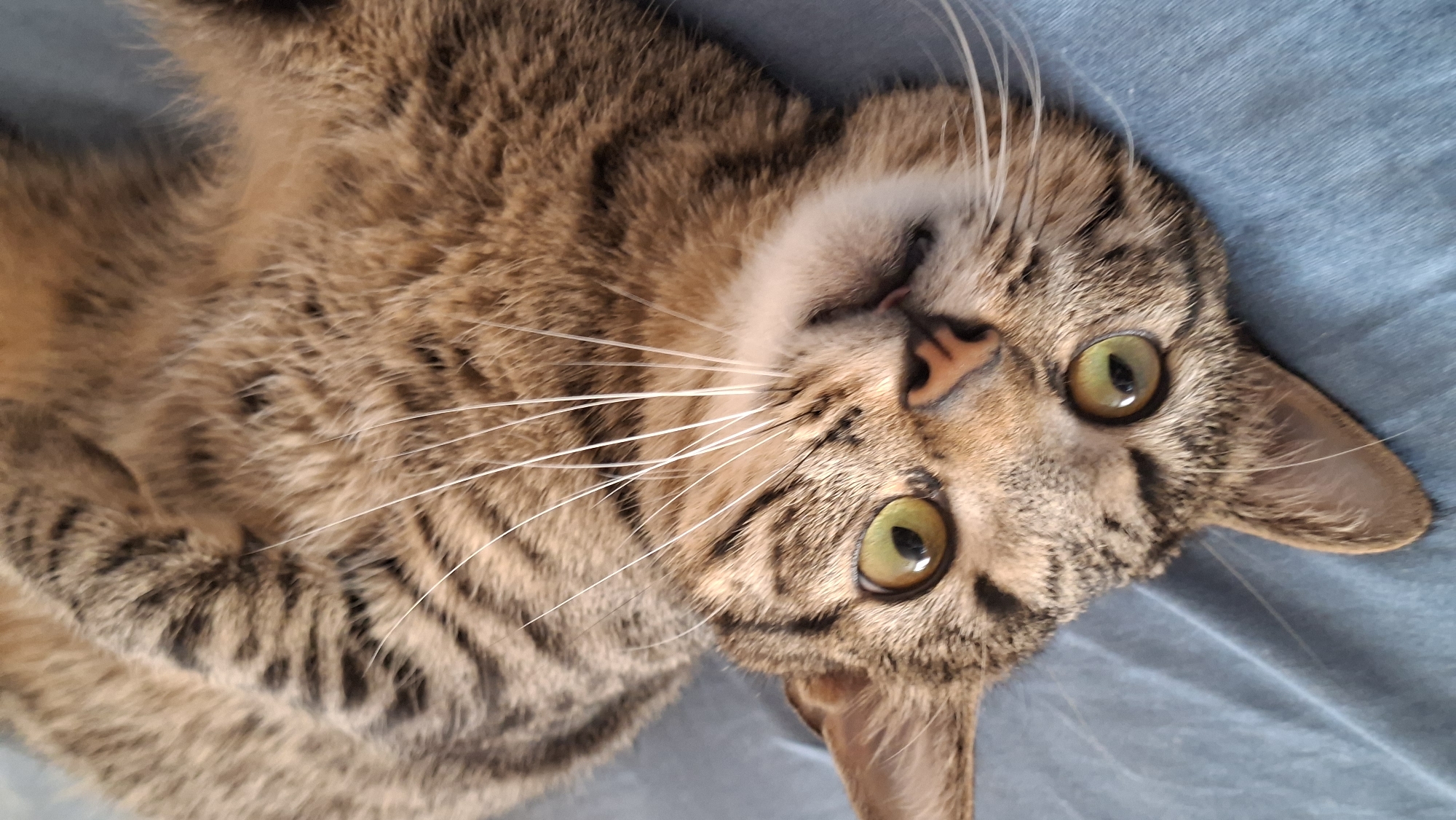 An upside-down tabby cat with green eyes is lying on a blue surface. The cat's fur has distinct black stripes on a brown and tan background. Its eyes are wide open, and its whiskers are prominent. The background is a textured blue fabric, likely a bedsheet or blanket. The scene is photographed from a close-up, overhead perspective. There is no information about a specific location in Забалоцкі сельскі Савет, Belarus within this image.