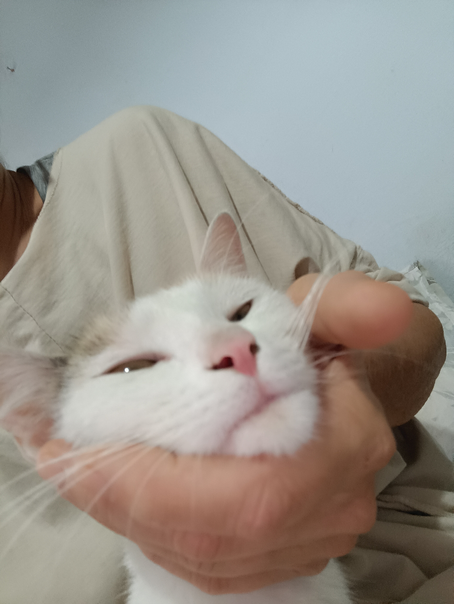 A white and tan cat with pink nose and closed eyes is being held by a person wearing a tan garment. The cat's face is close to the camera, with its whiskers fanned out. The person's hand is supporting the cat's head. The background is a plain wall. The image was taken indoors.