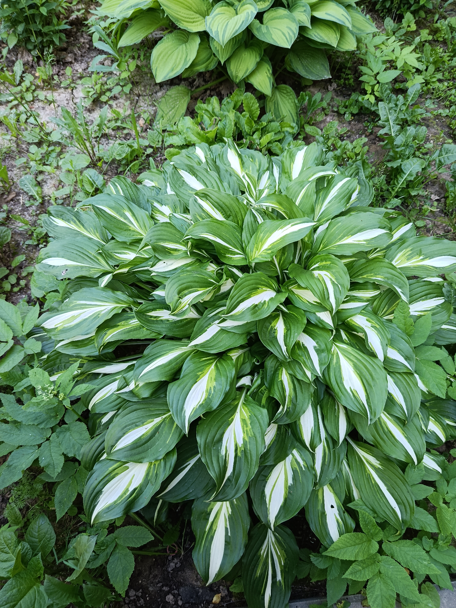 An overhead, eye-level shot captures a lush, variegated hosta plant with large, ovate leaves in a garden setting. The leaves are predominantly dark green, dramatically streaked with irregular white and light green variegation that follows the veins. The hosta is densely packed, with new leaves emerging from the center and older ones fanning outwards. Surrounding the hosta is a bed of darker soil interspersed with smaller green plants and some dry, lighter-colored debris, suggesting a naturalized or slightly unkempt garden bed. The scene is bathed in natural light, creating subtle shadows that give depth to the foliage. The location is identified as being in Shishkin Les, Russia.