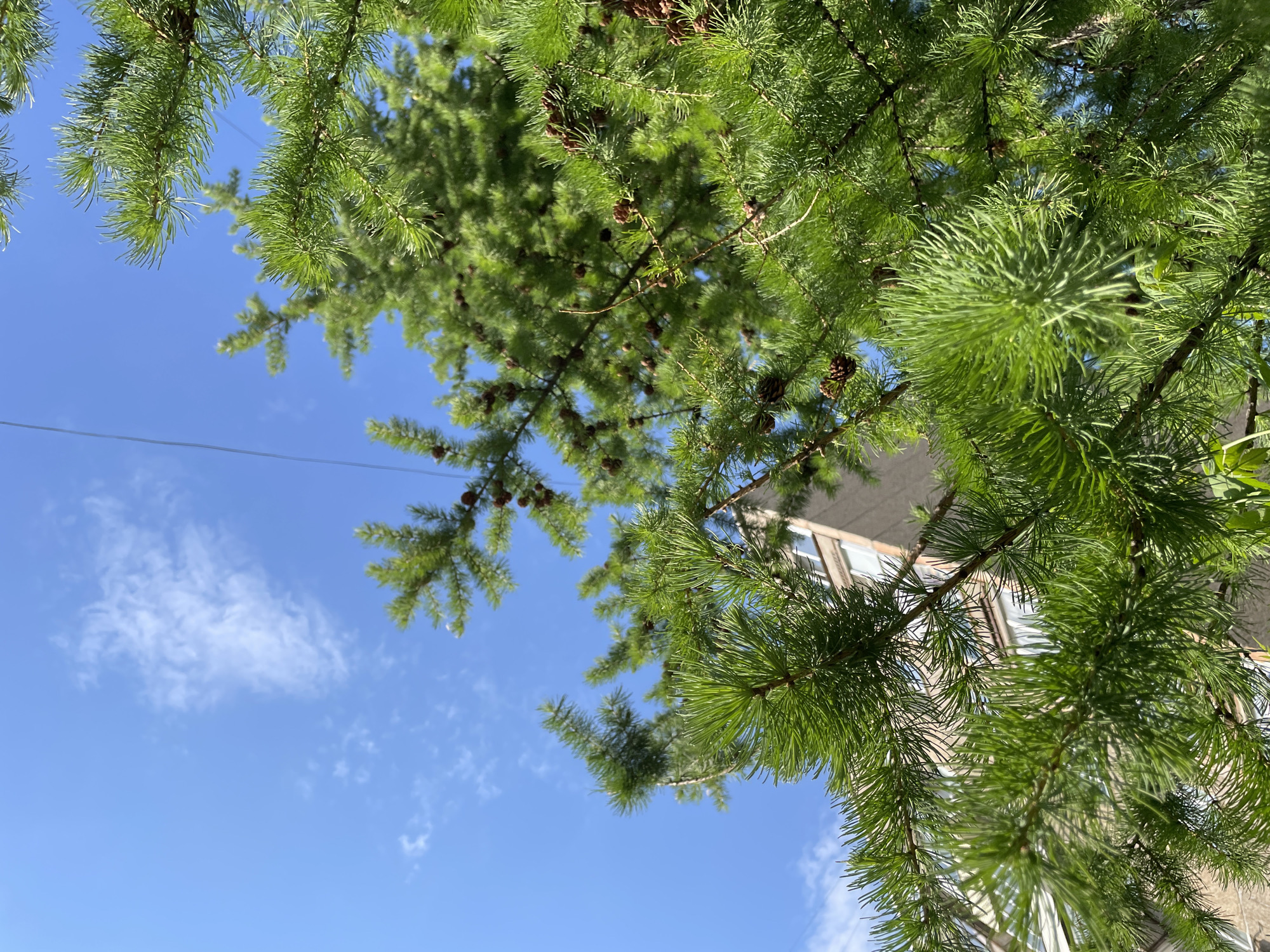 The image shows the upward view through the branches of a tree, likely a larch, with green needles and small brown cones, towards a bright blue sky with sparse white clouds. A portion of a building with windows is visible through the branches. A thin wire or cable stretches across part of the sky. The location, Izhevsk, Russia, is mentioned, but there is nothing within the image to forensically verify this city specifically.