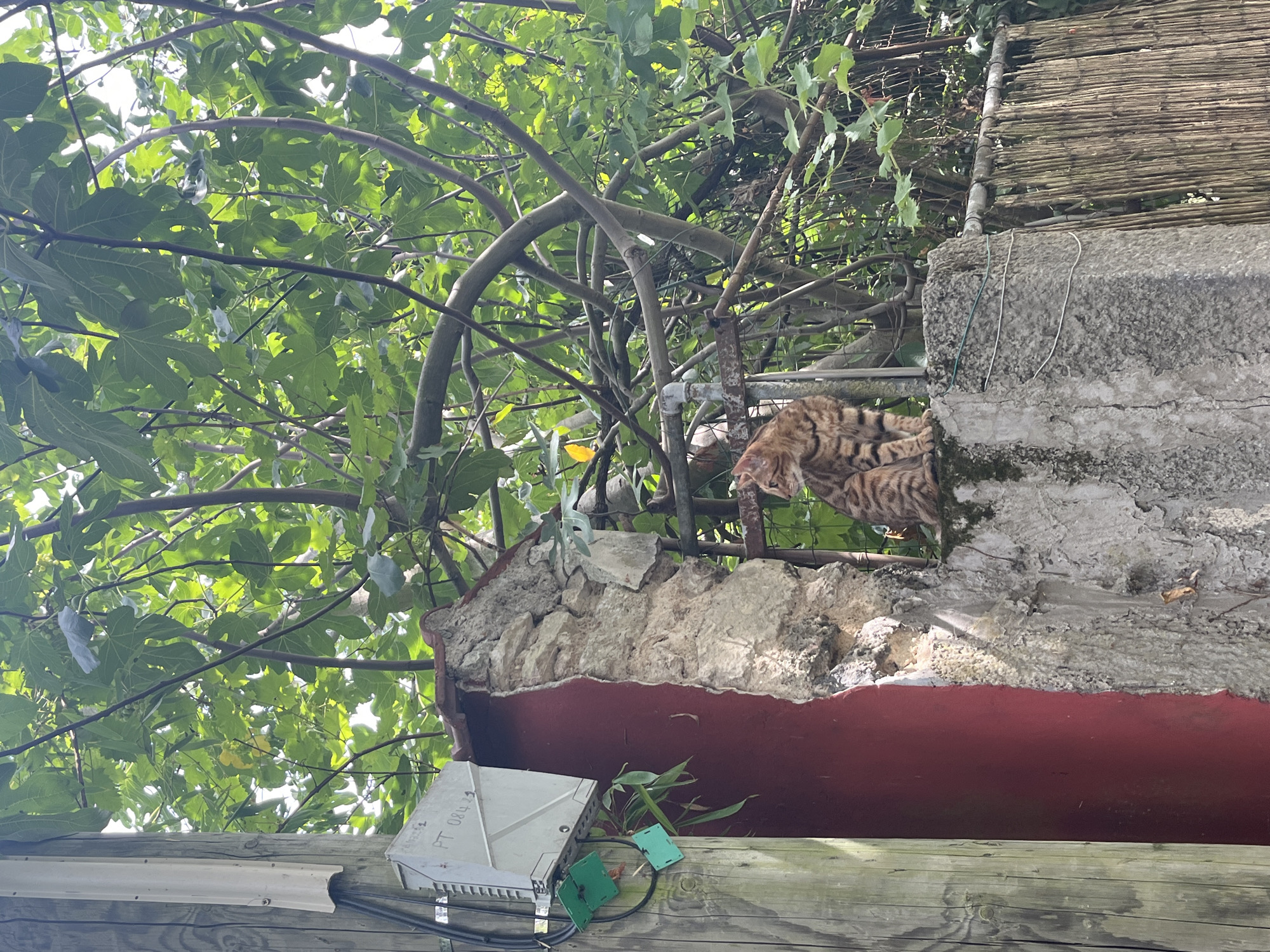 A tabby cat is perched on a stone wall, looking to the left. The cat is brown with black stripes. Behind the cat, a dense canopy of green leaves from a tree creates a natural backdrop. To the left of the cat and wall, a wooden utility pole with electrical equipment and wiring is visible. The scene is an outdoor setting, likely in a residential area, with a rustic fence made of vertical reeds to the right of the stone wall. The image appears to be taken during daylight. The location is Joinville-le-Pont, France.