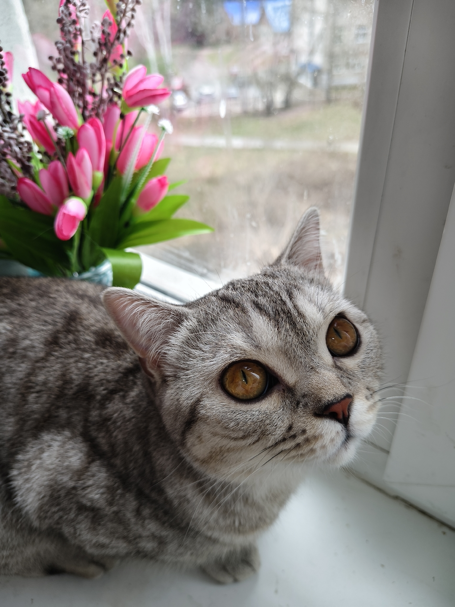 A grey tabby cat with striking amber-gold eyes is the central focus of the image, positioned on a white window sill. The cat's fur displays a distinctive pattern of darker grey stripes on a lighter grey base, particularly noticeable on its head, back, and ears. Its eyes are large and appear wide open, with narrow vertical pupils, suggesting a moment of intense focus or curiosity as it looks upwards and slightly to the right. Its small pink nose and long white whiskers are also visible.
To the left of the cat, a vibrant bouquet of artificial flowers is arranged. The bouquet primarily consists of numerous pink tulip-like blossoms, complemented by darker, spiky decorative elements and a few small white flowers. The flowers are placed in what appears to be a light blue or teal vase, partially obscured, and tied with a green ribbon.
The background, seen through a window, is soft-focused and blurry, indicating an outdoor scene. Buildings, possibly apartments, are visible in the distance, along with what appears to be bare trees or sparse vegetation, suggesting a cooler season such as late winter or early spring. The window pane itself shows some specks or smudges. The light filtering through the window suggests it is daytime, though the outdoor view appears somewhat overcast or diffused. The overall scene captures a quiet moment of the cat observing its surroundings from an indoor perch. There is no visible text in the image.