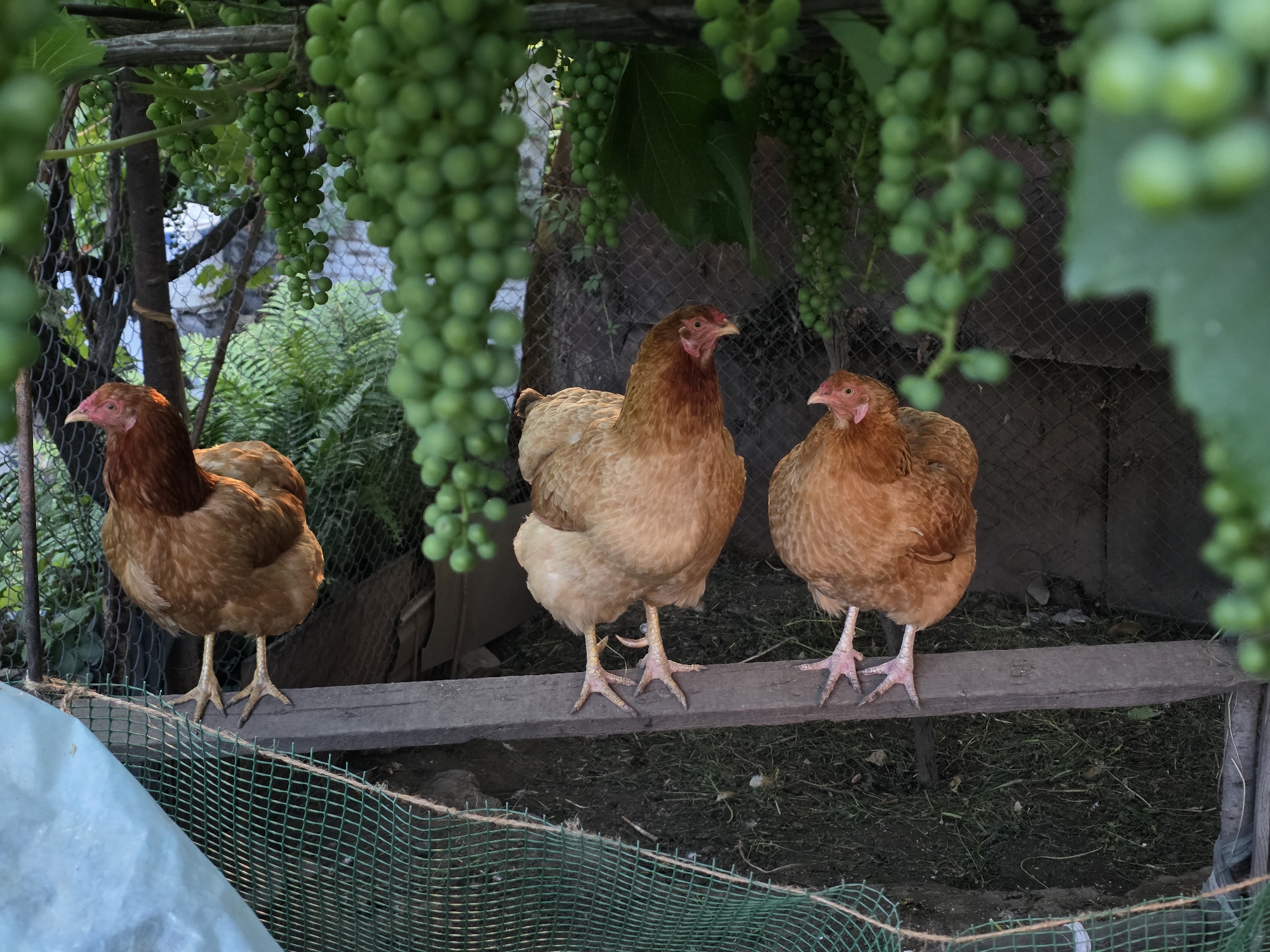 Three brown chickens stand on a wooden perch under a canopy of unripe green grapes. The chickens are facing various directions, with the one on the left facing left, the one in the middle facing right, and the one on the right facing left. The background consists of a wire fence, some greenery, and the ground covered with dirt and grass. A light blue tarp is visible in the lower left corner, partially obscuring the foreground. The overall scene depicts an outdoor, possibly rural, setting.