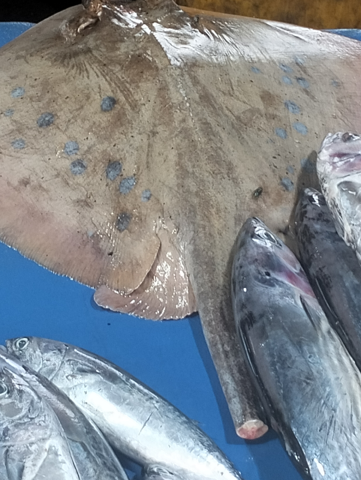 A close-up shot depicts a selection of fish laid out on a blue surface, likely for sale. Dominating the scene is a large, flattened stingray, characterized by its light brown hue and speckled pattern. Several tuna fish are positioned nearby, exhibiting a metallic silver coloration. The setting is implied to be Lhokseumawe, Indonesia, though this cannot be verified from the visual information. There are no people present in the image, and the focus is solely on the displayed seafood.