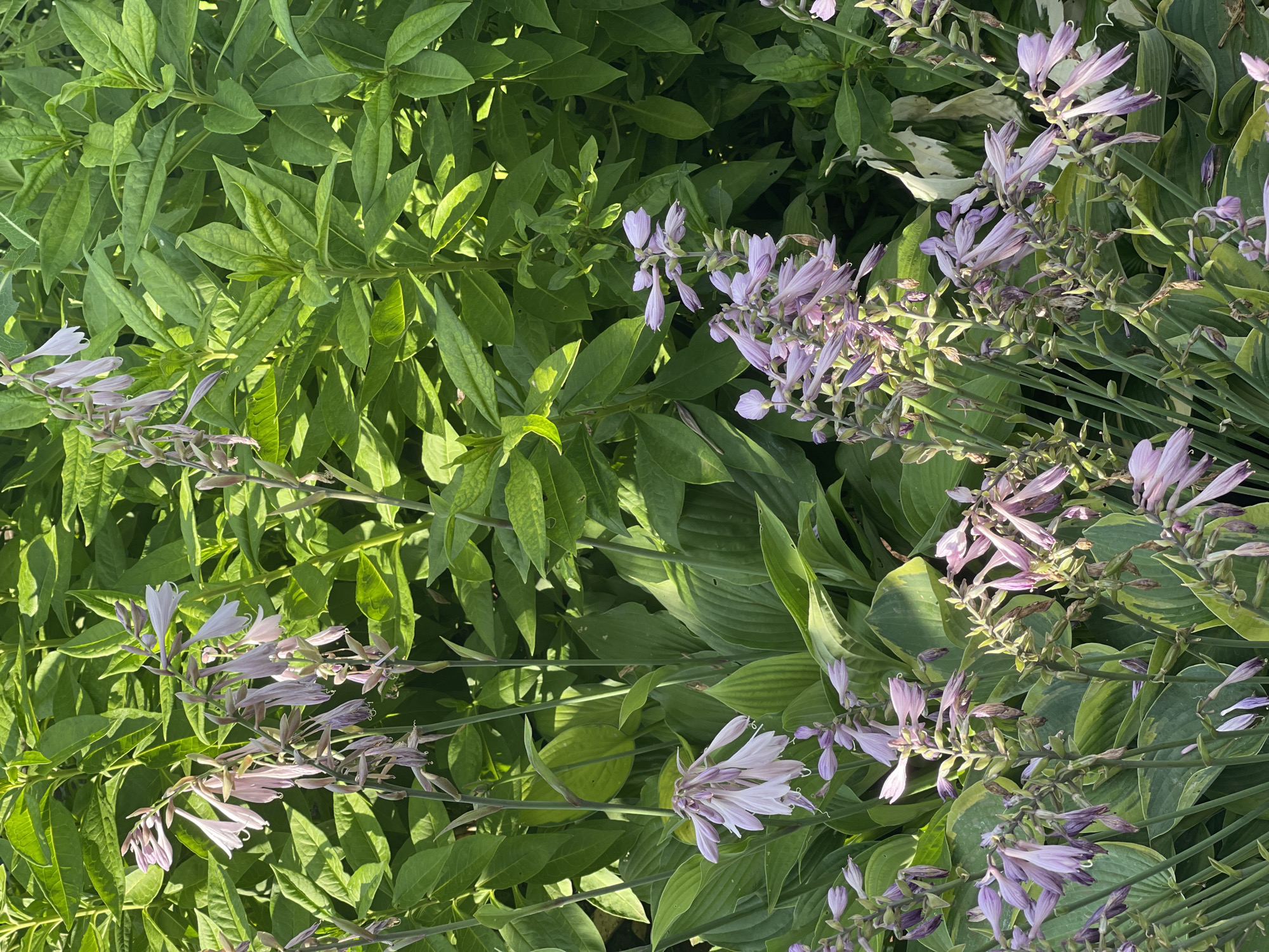 This is a close-up, eye-level, vertical shot of a cluster of light purple hosta flowers in bloom, set against a backdrop of lush green hosta leaves. The flowers are arranged in tall, arching stalks, with individual blooms resembling delicate trumpets. Some of the flowers appear to be wilting or past their prime. The leaves are broad and textured, with some showing variegation in shades of green and yellow. The lighting suggests it is daytime, with the sun casting some shadows and highlighting the textures of the leaves and flowers. The image is taken outdoors in a garden setting. The location is identified as the village of Tatar-Kargala, Orenburg Oblast, Russia, implying a rural or semi-rural environment. There are no people or animals visible in the image.