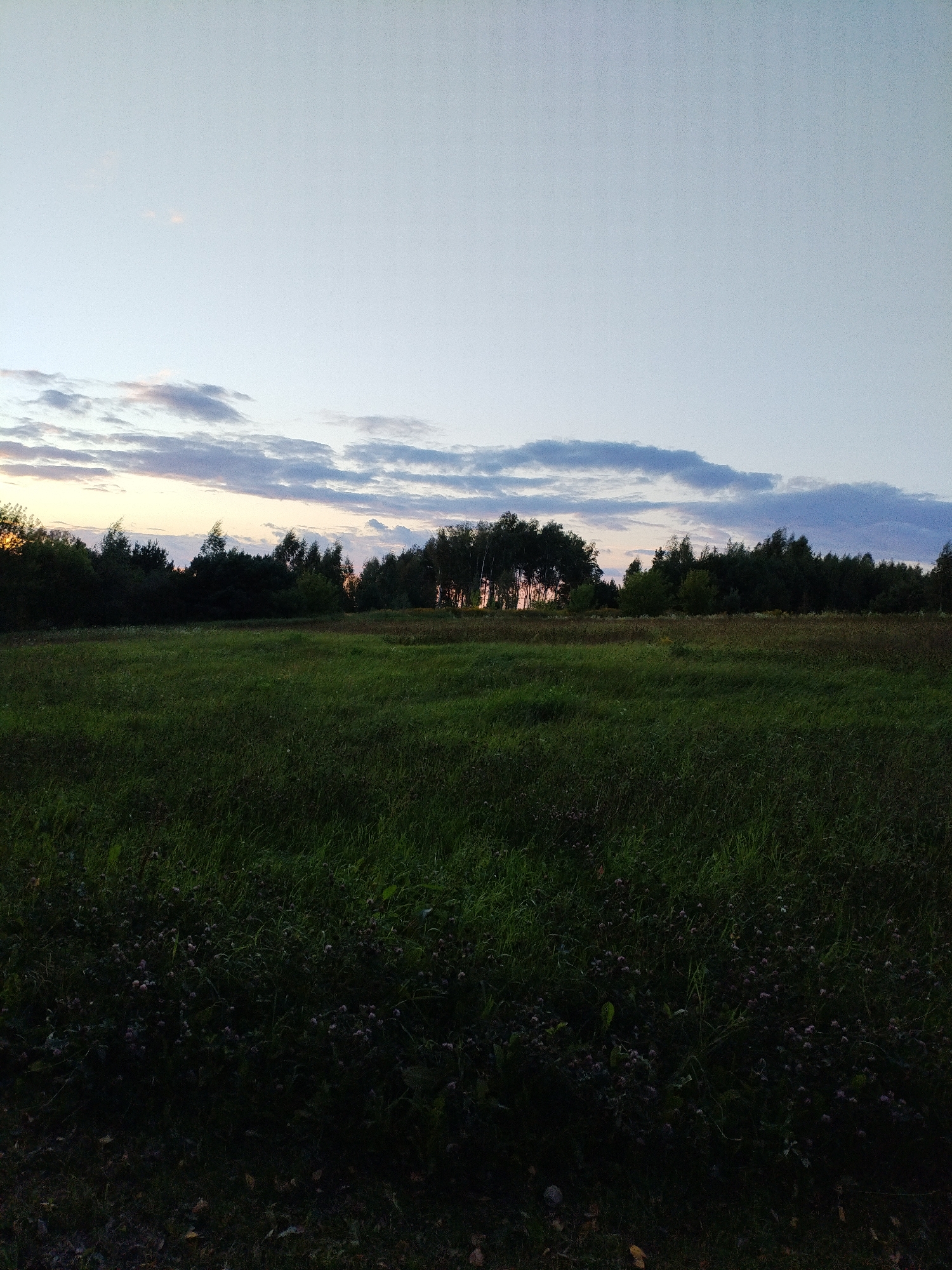 A wide shot of a grassy field with a tree line in the distance under a dusky sky. The sky is a pale blue with wispy, grey and pink clouds stretching horizontally across the frame. The tree line is dark green and dense, with some taller, lighter-colored trees interspersed. In the far distance, between the trees, a faint glow suggests the setting sun. The field in the foreground is a rich green, with varying lengths of grass and small, dark pink wildflowers visible in the lower section. The overall lighting suggests twilight. The scene is devoid of any human presence or structures.