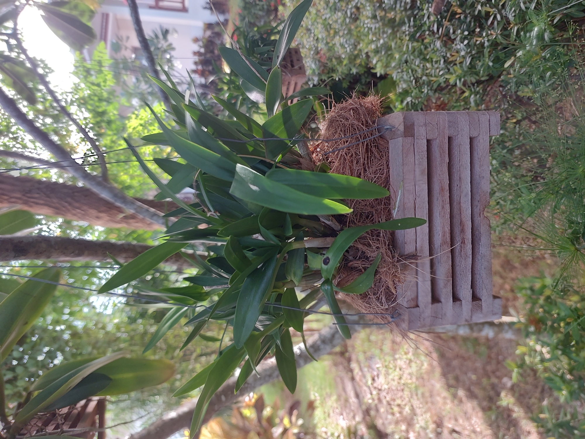 The image shows a hanging orchid plant in a wooden planter box. The planter is made of horizontal wooden slats and is filled with a fibrous material, likely coco coir. The orchid has long, green leaves and is suspended by wires from tree branches. The background is a blur of green foliage and trees, suggesting an outdoor setting. Sunlight filters through the leaves, creating dappled light. In the distance, a building with a red roof is partially visible. The overall impression is one of a lush, tropical garden. The location of Baan Mae Nam, Thailand, is not explicitly visible in the image but is provided as context.