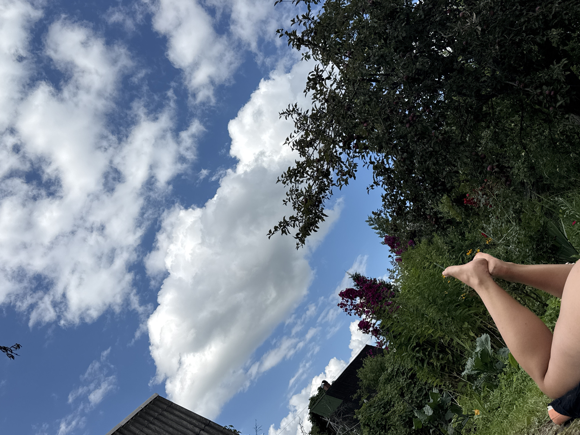 The image captures a low-angle view of a garden on a sunny day, with a blue sky filled with fluffy white clouds dominating the upper portion. In the foreground, the legs and feet of a person are visible, stretched out and resting. The person's legs are tanned, and their toenails are painted yellow. They appear to be lying down, with a portion of their lower body obscured by the frame.
The garden is lush and green, with a variety of plants. Tall bushes and trees form a dense backdrop, with vibrant purple flowers blooming prominently on the left side of the frame. Yellow flowers are also scattered throughout the greenery. To the left of the garden, a portion of a grey, corrugated roof structure is visible, extending from the top left corner of the image. Further back, a dark green building with a chimney can be seen amongst the foliage. The scene suggests a peaceful outdoor setting, possibly a backyard or a communal garden space. The location is identified as Красная Пресня Снт, Russia.
