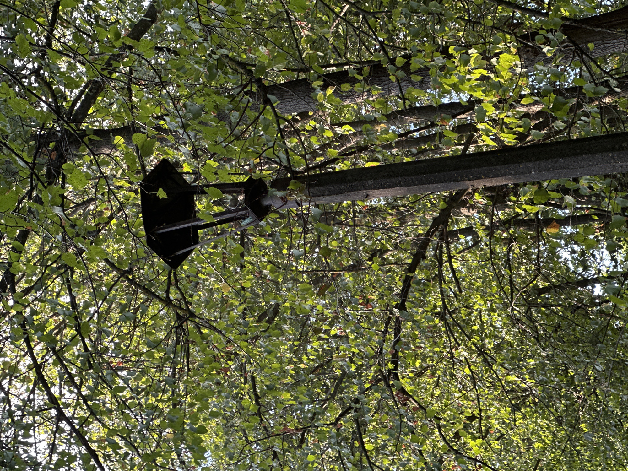 The image shows a concrete lamppost with a dark, hexagonal lantern structure at the top, partially obscured by lush green tree foliage. The lamppost is positioned in what appears to be a park or a tree-lined area. The surrounding environment is dominated by the dense canopy of trees, with sunlight filtering through the leaves, creating dappled patterns of light and shadow. There are no people or animals visible in the frame. The overall scene suggests a natural, outdoor setting within the city of Makiv, Ukraine.