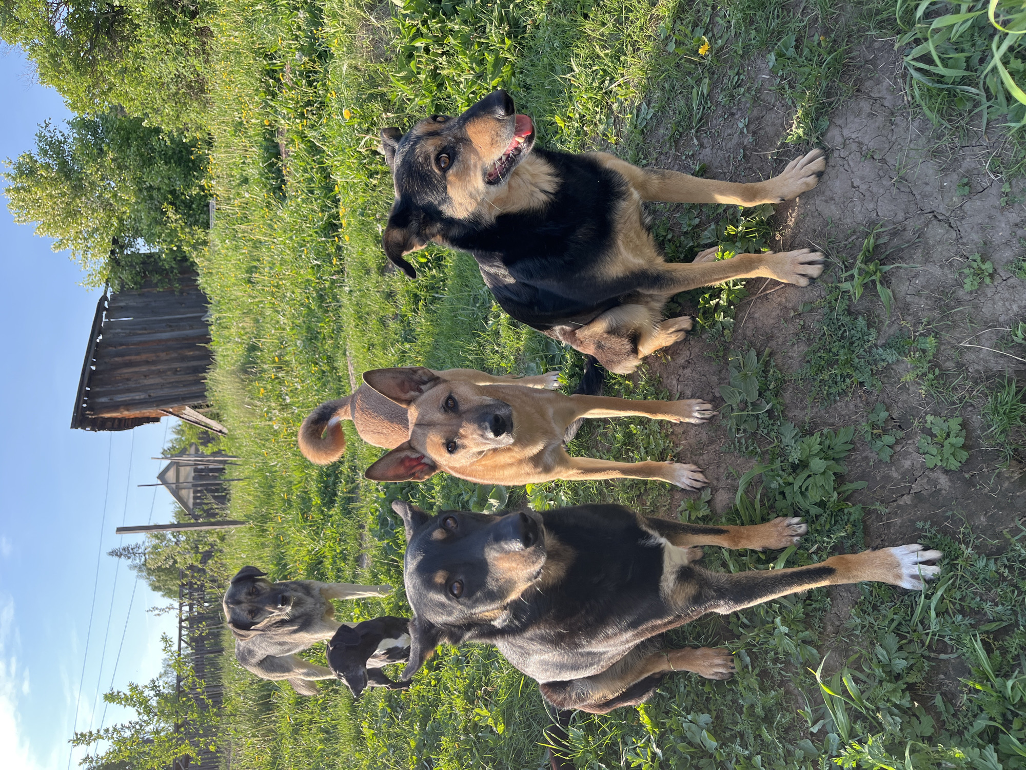 The image shows a grassy area with several dogs lying down. The dogs vary in color, including black, brown, tan, and gray. In the background, there is a wooden structure resembling a small barn or shed, with trees and other vegetation nearby. Based on the location mentioned in the prompt, Nizhny Tagil, Russia, this scene likely represents a rural or semi-rural area within the city or its surroundings.