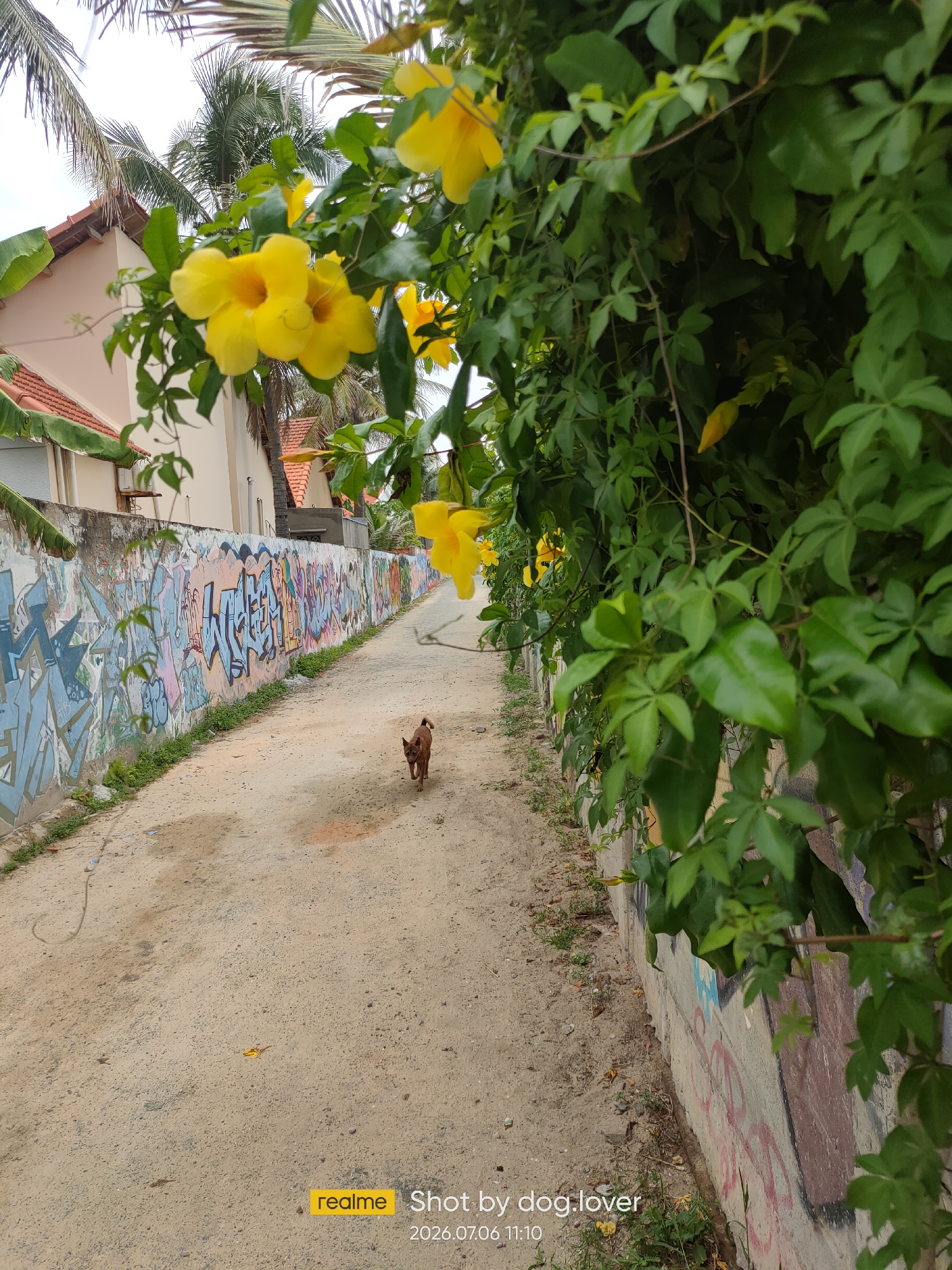 The image depicts a narrow, unpaved alleyway in Phan Thiết, Vietnam. The alley is flanked on the left by a graffiti-covered concrete wall and on the right by lush green foliage with yellow flowers. A small, brown dog is walking away from the camera down the center of the alley. The buildings in the background suggest a residential area, with tiled roofs and white walls. The ground is a dusty, sandy texture, indicating a dry environment. The overall impression is one of a somewhat neglected urban space, softened by the natural elements of the plants and flowers. The watermark at the bottom right indicates the image was taken on July 6, 2026, at 11:10 AM.
