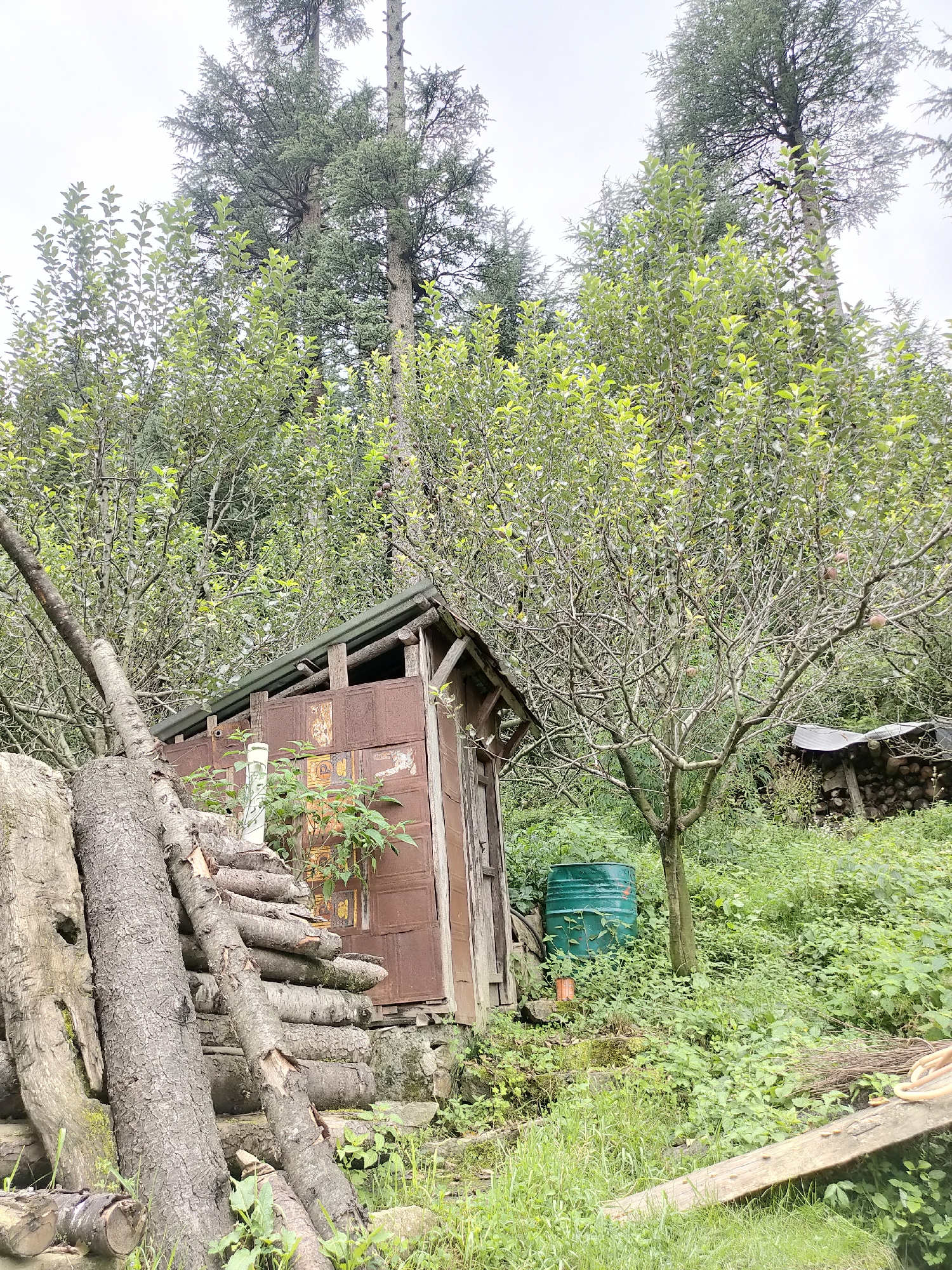 The image captures a rustic scene in Manali, India, likely a backyard or rural setting. In the foreground, a pile of stacked logs of varying sizes and bark textures leans against a rustic wooden structure, possibly a small shed or outbuilding. The shed itself appears to be constructed from weathered wooden planks and possibly corrugated metal sheeting, with a sloping roof. Vegetation, including lush green grass and smaller plants, grows around the base of the shed and logs.
To the right of the shed, a large, green metal barrel stands upright, partially obscured by overgrowth. Further to the right, more logs are stacked neatly under a makeshift lean-to roof. A tree with a bare, branchy structure, possibly an apple tree given the presence of a few small, round objects resembling apples on its branches, stands prominently in the mid-ground. The background is dominated by dense foliage and tall evergreen trees, suggesting a forested or mountainous area. The sky is overcast, indicating a cloudy day. No people are visible in the image, and the overall impression is one of a natural, somewhat unkempt environment.