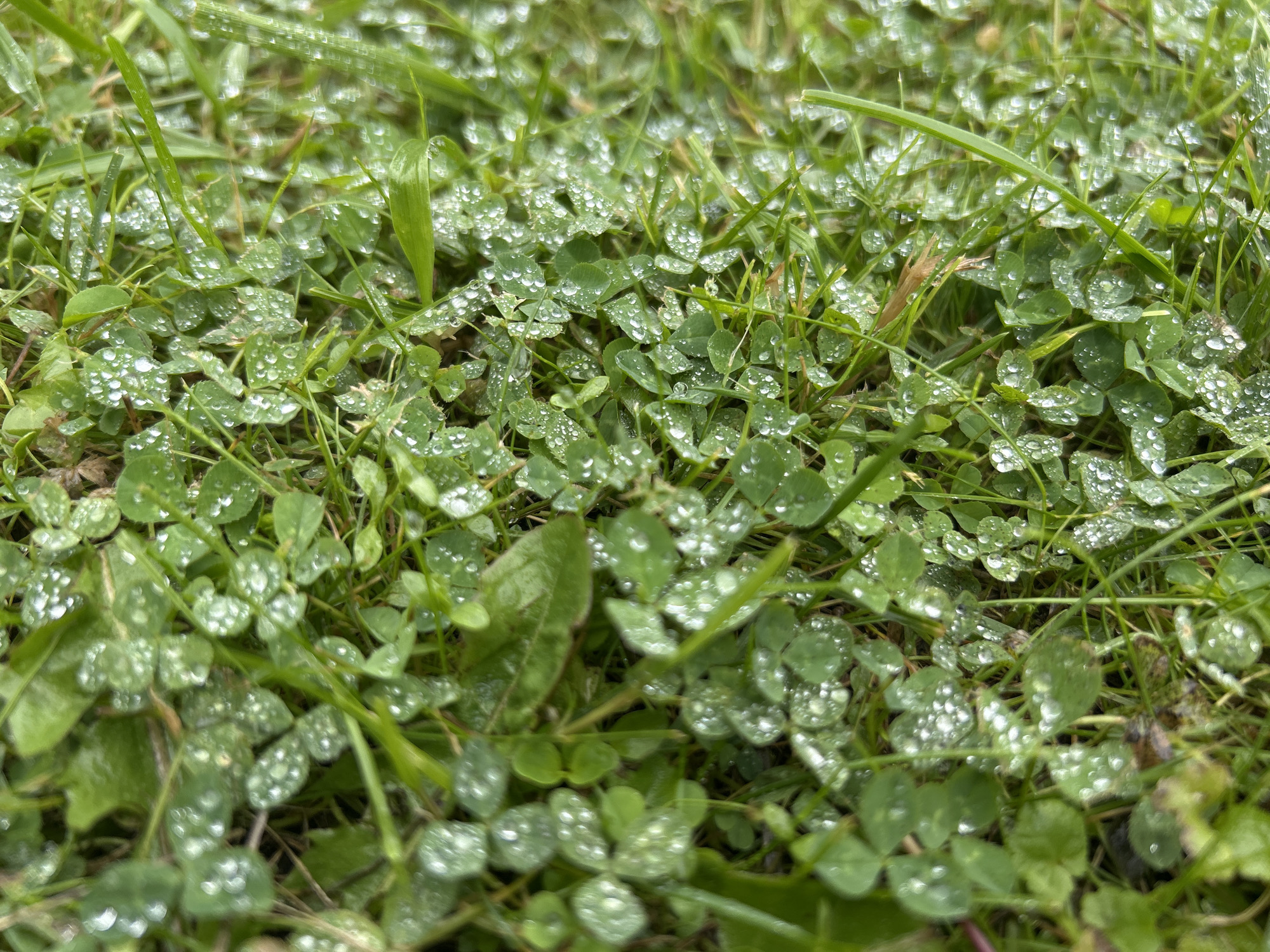 The image shows a close-up view of green clover and grass covered in dew or raindrops. The leaves of the clover are small and rounded, with some appearing to have three leaflets. The water droplets on the leaves are clear and spherical, reflecting the light. The grass blades are thin and green, interspersed with the clover. The overall impression is one of freshness and natural beauty, perhaps captured on a morning after rain. The location is Slavenka, Russia, indicating a natural outdoor setting. There are no people or animals visible in the image, and no actions or interactions are depicted. The environment is solely composed of vegetation and water droplets.