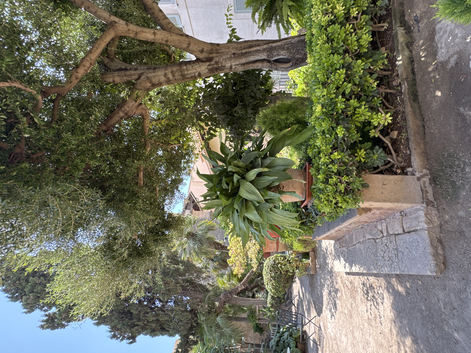 The image depicts a sun-drenched courtyard garden in Palma de Mallorca, Spain. The foreground features a stone step leading to a low, stone-faced planter filled with a vibrant green hedge. To the right of the hedge is a large potted plant with broad, glossy leaves. Dominating the center and right side of the image is the thick, gnarled trunk and branches of a mature tree, its leaves creating dappled shade on the gravel pathway. Behind the main tree, the courtyard reveals more of its garden elements: various potted plants, including palms and other tropical flora, are visible. In the background, a pale, stucco building with shuttered windows and a terracotta-tiled roof suggests the presence of nearby structures, possibly residential or historical buildings. The pathway is composed of compacted gravel and dirt, marked by shadows from the surrounding foliage. To the left, a metal bistro set with chairs and a small table hints at an area for relaxation. The overall impression is one of a secluded, verdant oasis within an urban setting. There are no people visible in the scene.