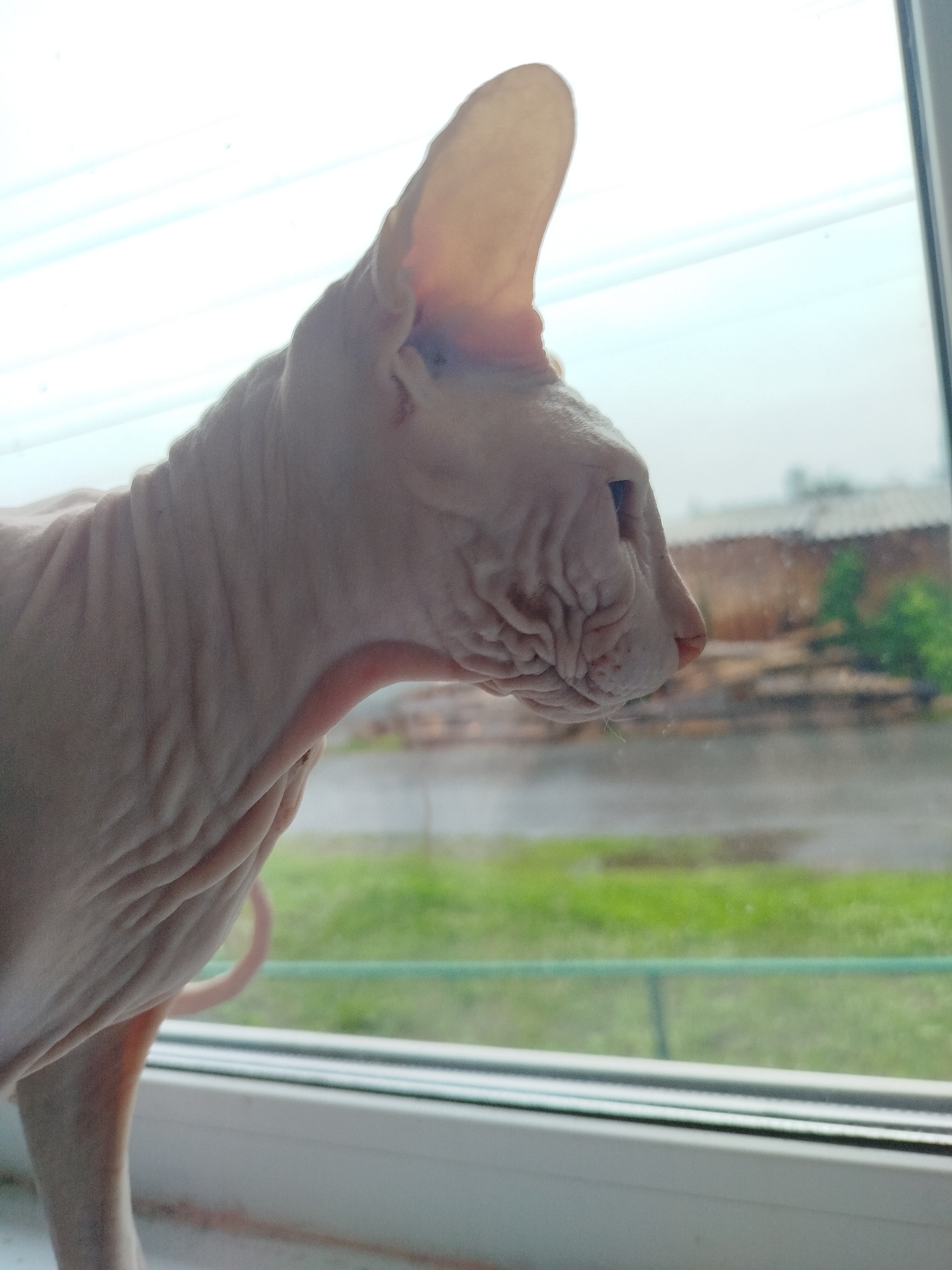 A light-pink sphynx cat is looking out a window. The cat's skin is wrinkled, and its ears are large and pointed. The cat is in profile, with its head turned to the right. The background is blurred, but it appears to be a grassy area with some buildings in the distance. The image was taken in Zavodoukovsk, Russia.