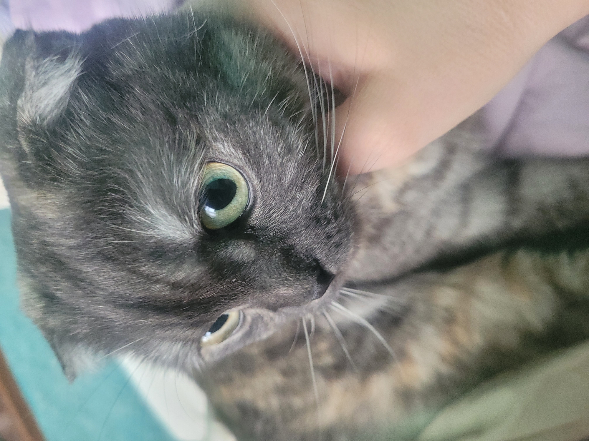 A close-up, tilted, indoor photograph features a gray and brown tortoiseshell cat with green eyes being touched by a human hand. The cat is the main subject, filling most of the frame. Part of a human hand is visible touching the cat's head near the whiskers. The background consists of a teal surface and a blurred purplish area. The location is not identifiable from the image and no evidence suggests a link to the city of Izhevsk, Russia.