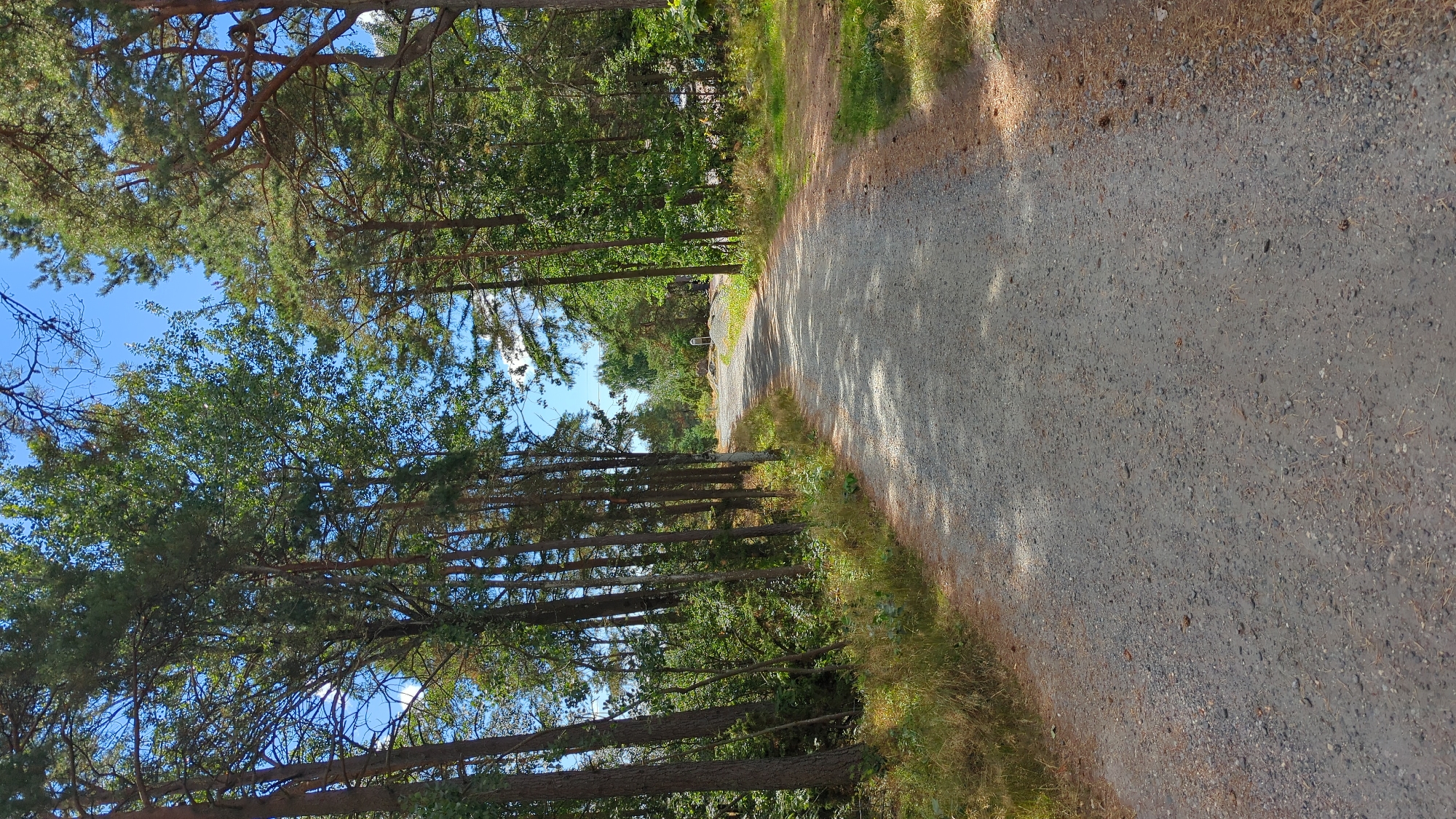 The image depicts a gravel path winding through a forest in Larkollen, Norway. Tall trees, primarily pines and deciduous varieties, line both sides of the path, their branches reaching towards a bright blue sky dotted with white clouds. Sunlight filters through the canopy, casting dappled shadows on the textured gravel surface. The path appears to curve gently towards the distance, where it seems to lead to an open area with some distant structures or possibly a clearing. The vegetation on the sides of the path is dense, with a mix of grass, bushes, and undergrowth. The overall scene suggests a natural, outdoor setting, likely a park or a nature trail.