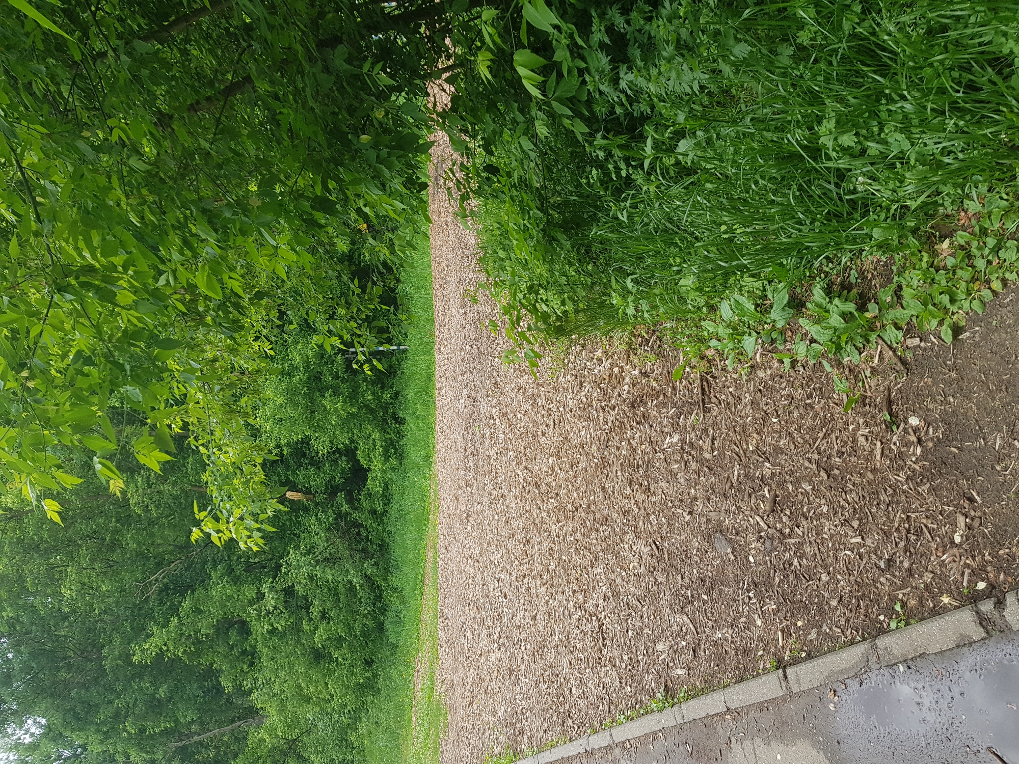 The image shows a pathway in a park. The path is covered in wood chips, and bordered by lush green vegetation on both sides. Trees line the left side of the path, while grass and other plants grow on the right. The edge of a paved area is visible at the bottom right corner of the image.
Moscow, Russia.