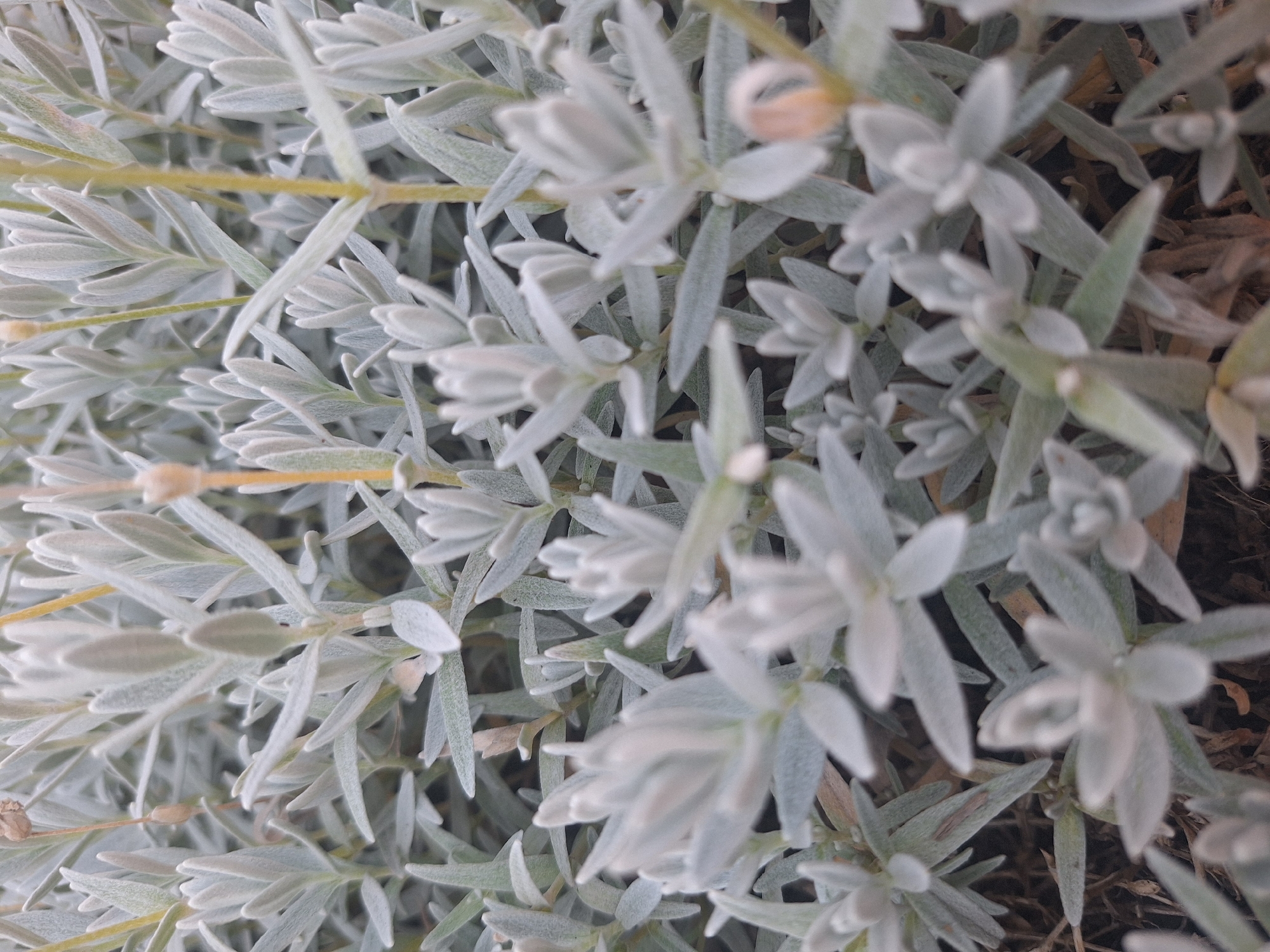 The image is a close-up, eye-level shot of a dense patch of low-lying, silvery-green vegetation. The plants have numerous small, elongated leaves that are densely packed on thin stems. The leaves have a slightly fuzzy texture. There are a few thin, upright stalks interspersed among the foliage, some of which appear to be dried or have small, dried seed pods. The background is a soft blur of more of the same plants and some dark, earthy ground. The lighting is even and diffused, suggesting an overcast day or shaded conditions. No people or man-made objects are visible. The scene appears to be an outdoor natural or garden setting. Given the information available, it is impossible to determine the specific location within Капыльскі сельскі Савет, Belarus.