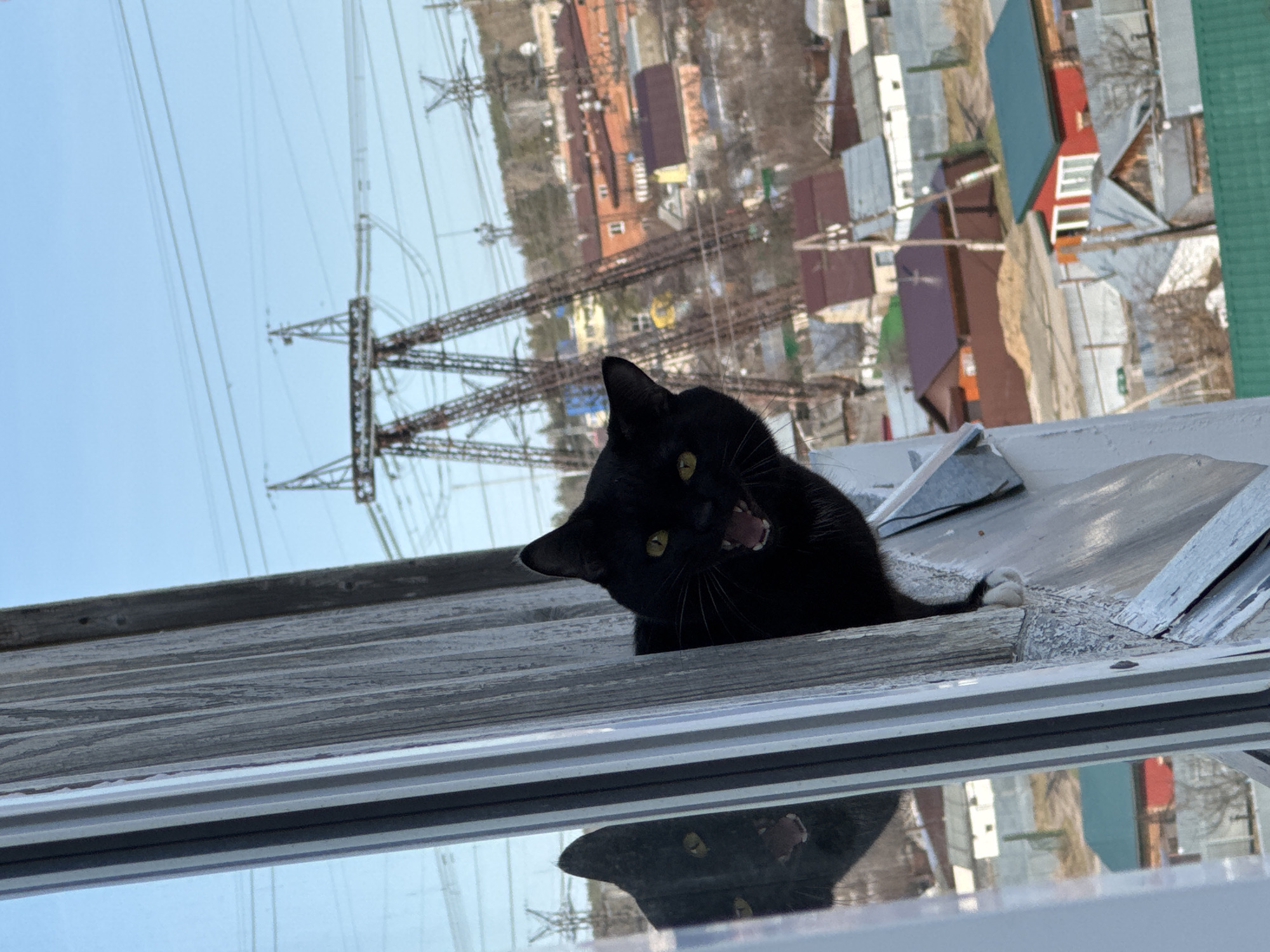 A black cat with yellow eyes is perched on a window ledge. The cat has its mouth open and is looking at the camera. A white patch is visible on its paw. The window is reflected in the glass below. The background shows an urban landscape with buildings and power lines. The location is Chaikovsky, Russia.