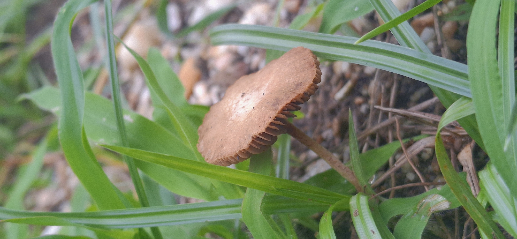 This close-up image captures a single brown mushroom growing amidst vibrant green grass, likely in Vallecito, Venezuela. The mushroom features a flat, somewhat wavy, light brown cap with subtle darker textures on its upper surface. Its underside clearly shows numerous, closely packed, light brown gills. A slender, brown stem supports the cap, disappearing into the surrounding grass and soil.
The green grass blades, varying in width, form a natural frame around the mushroom, with some in sharp focus in the foreground and others blurred. The background is softly out of focus, revealing the natural ground composed of soil, small pebbles, and dried organic matter like twigs and leaves. The scene is illuminated by natural light, indicating it is daytime. No human subjects, specific events, or visible text are present. The image focuses on the intricate details of the mushroom and its immediate environment.
