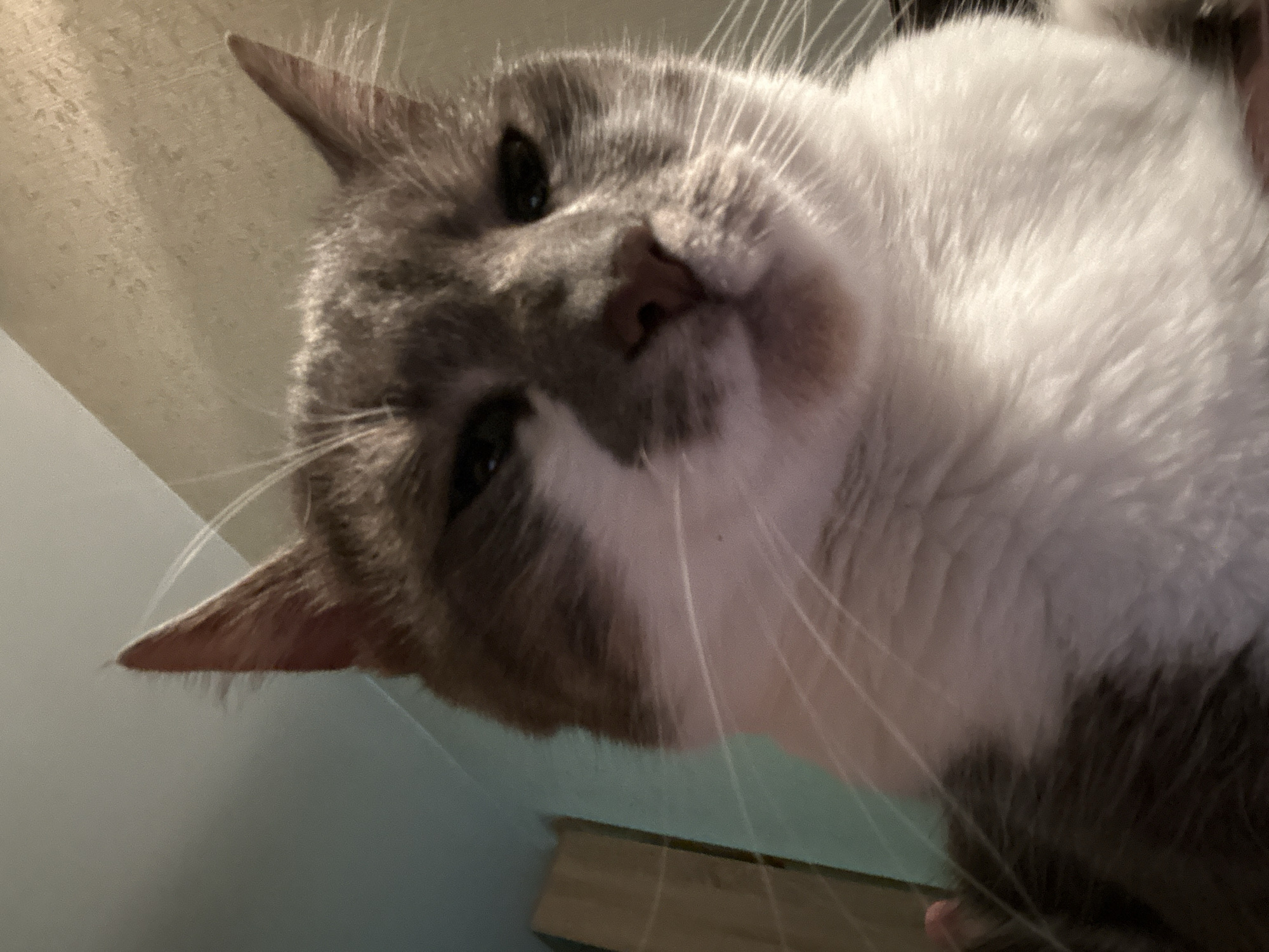 A close-up, low-angle, indoor shot shows a gray and white cat with green eyes looking directly at the camera. The cat's face is the primary subject, with its ears, nose, and whiskers clearly visible. The background is out of focus, but appears to be a wall with a textured pattern. No specific location in Sofia, Bulgaria can be identified from the image.