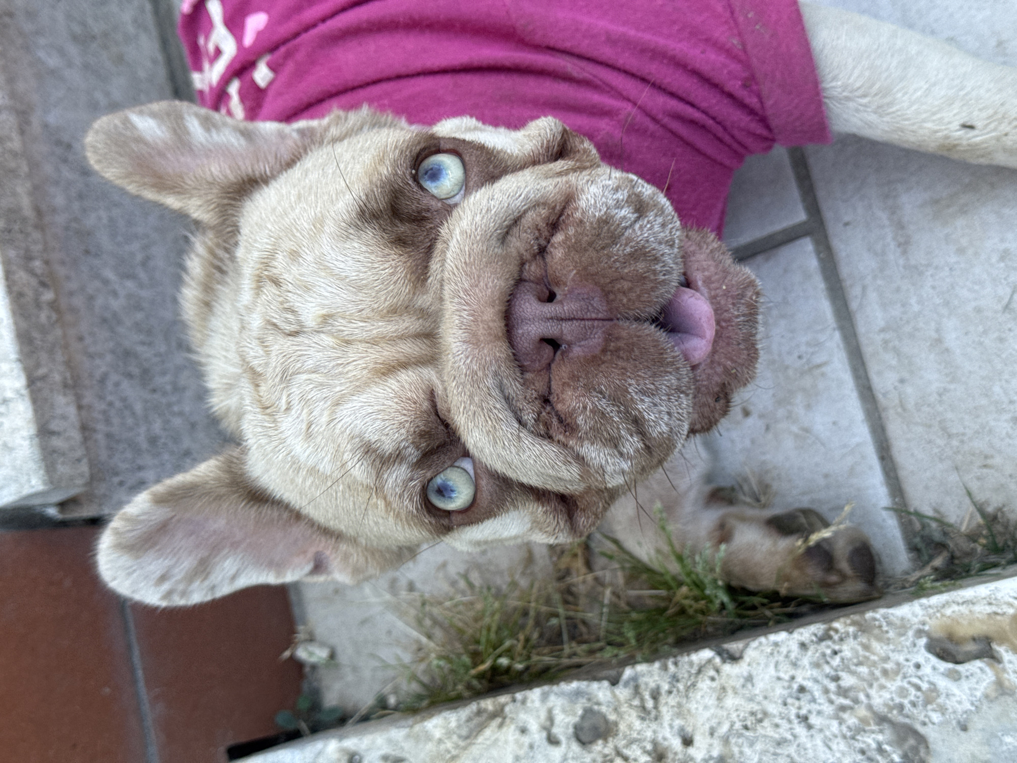 A close-up, high-angle shot shows a fawn-colored French Bulldog wearing a bright pink t-shirt. The dog's head is tilted upwards, and its tongue is slightly out. Its blue eyes are wide and staring directly at the camera. The dog is lying down on a tiled surface next to some concrete blocks and patches of grass. The background is blurred, but appears to be outdoors in an urban setting, potentially San Benedetto del Tronto, Italy.