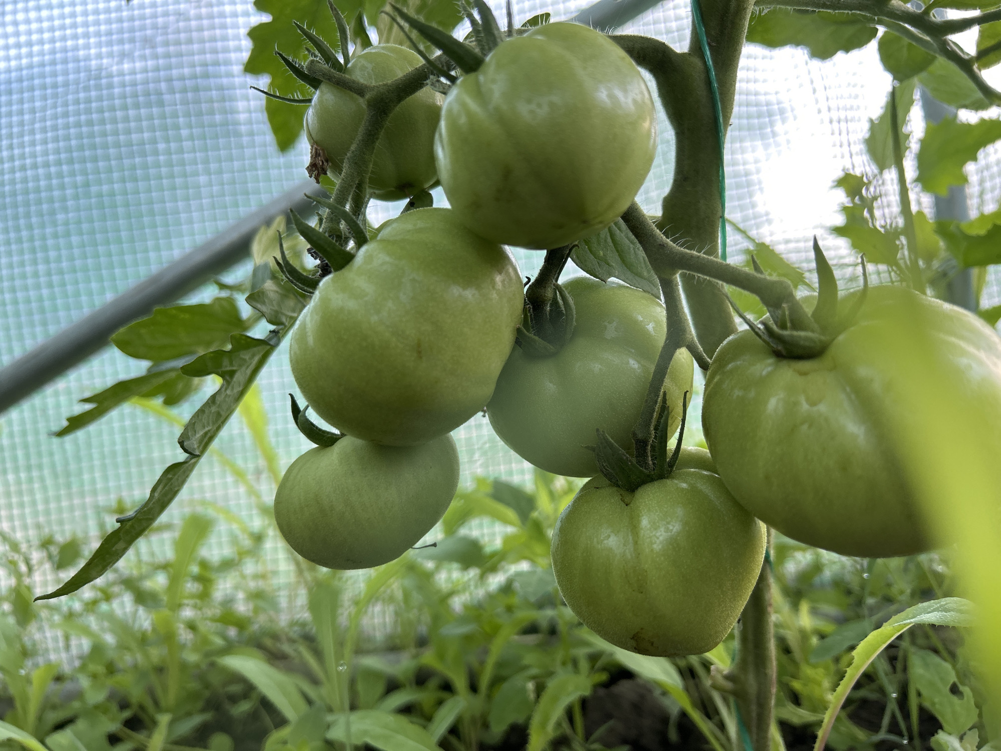 A cluster of unripe, green tomatoes grows on a vine inside a greenhouse in Milkovitsa, Bulgaria. The vine is supported by a green stake. The tomatoes vary in size and are in different stages of development. The background shows a translucent greenhouse cover and various green plants at ground level. The lighting is diffused, suggesting an overcast day.