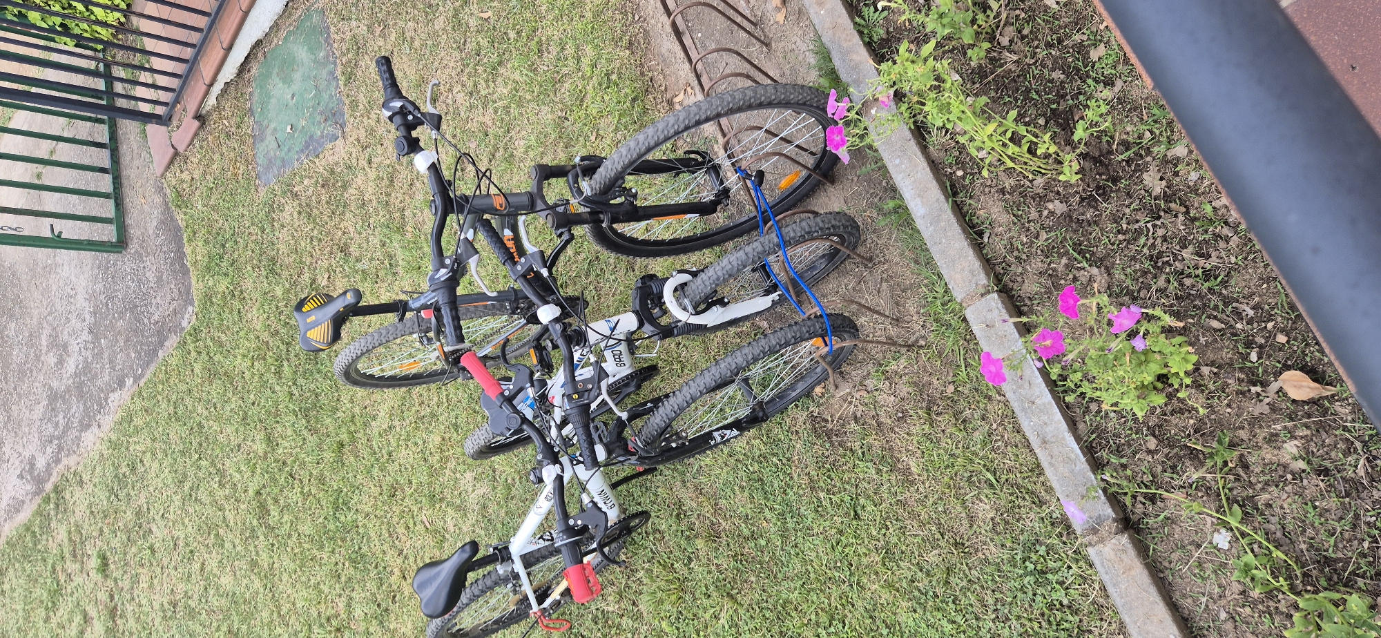 The image shows three bicycles parked on a grassy area next to a garden bed with pink flowers. The bicycles are of different colors, with two being white and one being black with orange accents. They appear to be mountain bikes, with thick tires and suspension forks. One of the white bikes has a blue rope tied around its frame. The bicycles are leaning against a metal bike rack.
In the background, there is a concrete path and a metal gate with green bars. The grass is somewhat dry, suggesting it might be a warm day or season. The garden bed has a concrete border and is home to several vibrant pink petunias, with some other greenery and dry leaves scattered around. The overall setting appears to be outdoors, possibly in a park or residential area. The time of day is not explicitly indicated, but the lighting suggests it is daytime. There is no visible text on the bicycles, the gate, or the bike rack. The image is taken from a top-down perspective.