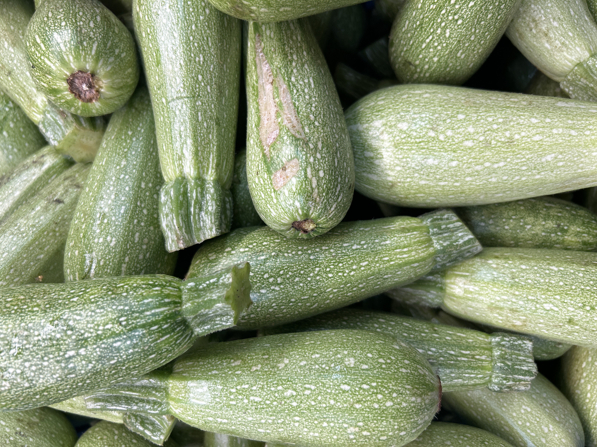 The image is a close-up, overhead shot of a pile of light green zucchinis with white speckles. The zucchinis are cylindrical with slightly tapered ends. Some have visible stems and the characteristic indentations where they were attached to the plant. The lighting is natural and even, suggesting an outdoor setting or a well-lit market stall. The background is out of focus, but appears to be a dark, possibly blue, surface. There are no people visible in the image. The image quality is high, with sharp details and vibrant colors. The scene does not depict anything that would suggest the location is in Detmold, Germany, or any specific city.