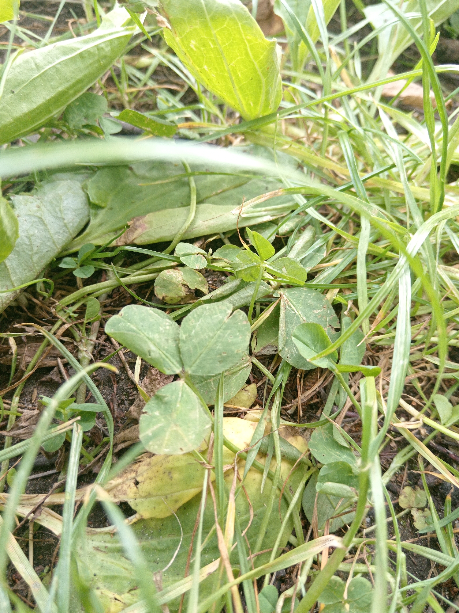 The image is a close-up, low-angle shot of clover and grass growing on the ground. The clover leaves are green and some are slightly yellowed, with visible veins. Blades of grass are long and thin, some are green and others are dried and brown. The ground beneath the foliage appears to be dark soil, with some scattered dry leaves or debris. The lighting suggests it is daytime, with sunlight illuminating parts of the scene. There are no people or animals visible in the image. The scene is an outdoor natural environment, possibly a lawn or field. No specific location in the city of Uchkeken, Russia can be identified from the image itself.