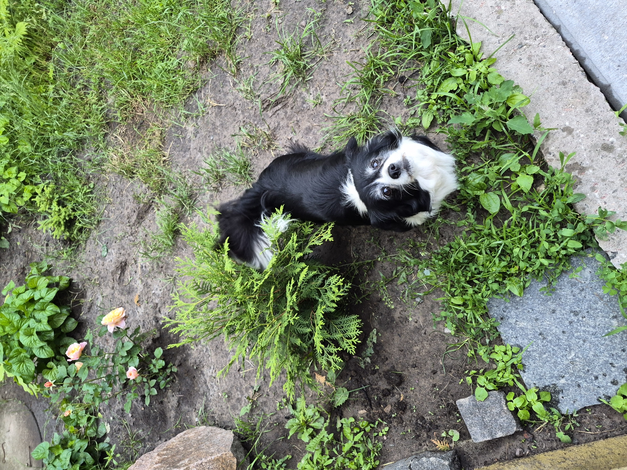 A high-angle outdoor shot depicts a black and white dog looking upward in a garden setting in Hlevakha, Ukraine. The dog, positioned centrally in the lower half of the frame, features predominantly black fur with white markings on its chest, forehead, and tail tip. Its head is slightly tilted, and its eyes are directed towards the camera. To the immediate left of the dog is a dense, bushy green conifer shrub. In the upper left quadrant, a rose bush with multiple light pink and peach-colored blooms and buds is visible. The ground consists of dark, moist soil interspersed with patches of green grass and various broad-leafed weeds. A large, irregularly shaped natural rock is situated in the upper left corner. Along the left and bottom edges of the frame, several gray, rough-hewn concrete blocks and pavers are arranged unevenly, partially covered by vegetation. A distinct concrete curb or slab runs along the lower right edge of the image. The lighting is diffused, indicating an overcast sky or shaded conditions, with no harsh shadows present.