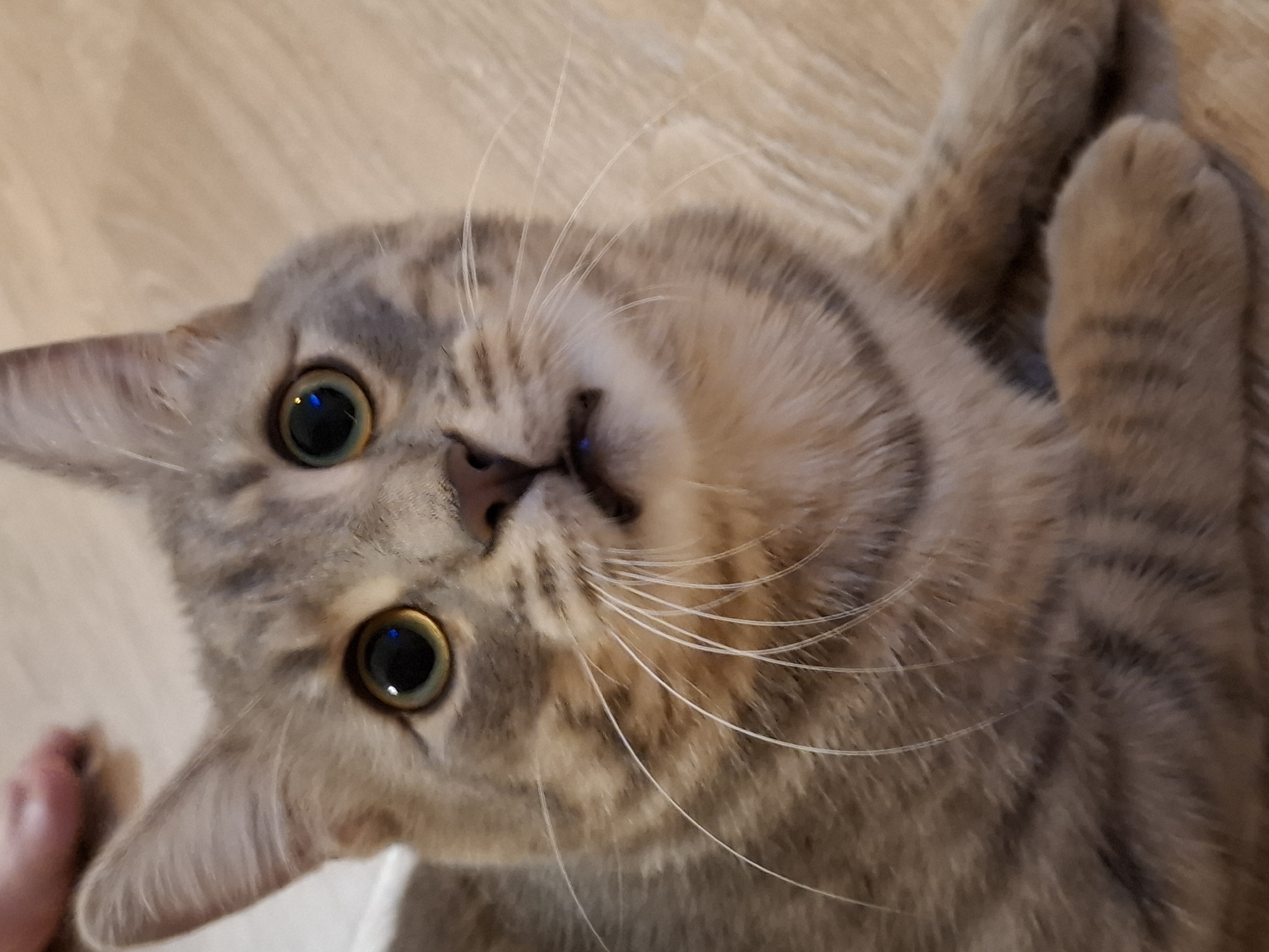 An eye-level, close-up shot shows a tabby cat with large, round, green eyes and black pupils, looking directly at the camera. The cat's fur is a mix of gray and brown stripes. Its mouth is slightly open, revealing a glimpse of its teeth and a small blue speck on its lower lip, possibly a reflection or a stray particle. The cat is lying on a light brown wooden floor. In the upper left corner, a blurry pinkish object, likely a human foot, is visible, suggesting human presence. The scene is indoors, likely in a home environment, and there is no indication of the city of Zemun Urban Municipality, Serbia.