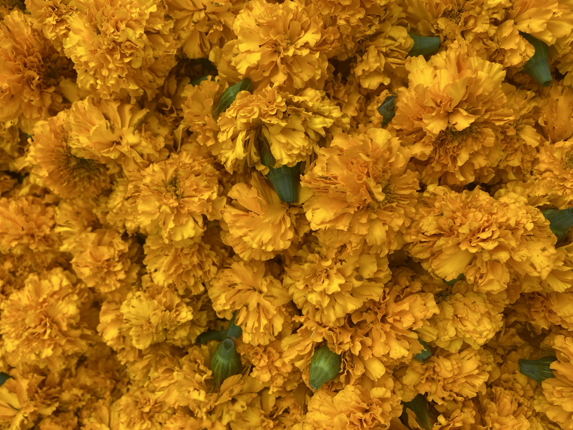 The image is a close-up, overhead shot of a large pile of bright orange marigold flowers. The flowers are densely packed together, with many of them in full bloom, showing their ruffled petals. A few green flower buds are also visible amongst the blossoms. The lighting suggests an outdoor setting, likely during the daytime, with the sunlight highlighting the vibrant colors of the flowers. There are no people or other objects in the frame, only the flowers. The scene is devoid of any specific urban or natural landmarks that would pinpoint a location. It is impossible to determine the specific location within Denpasar, Indonesia, based solely on this image of flowers.