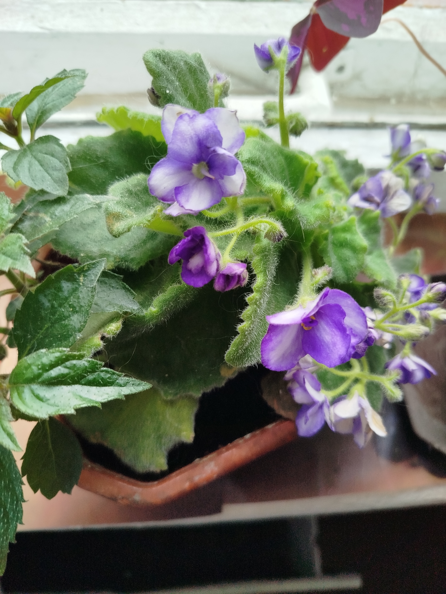 A potted African violet plant with fuzzy green leaves and delicate purple and white flowers sits on a windowsill. The plant is in a brown plastic pot. A red-leafed plant is visible in the background. The scene is indoors, with a window providing natural light. The city of Romny, Ukraine, is not determinable from the image.