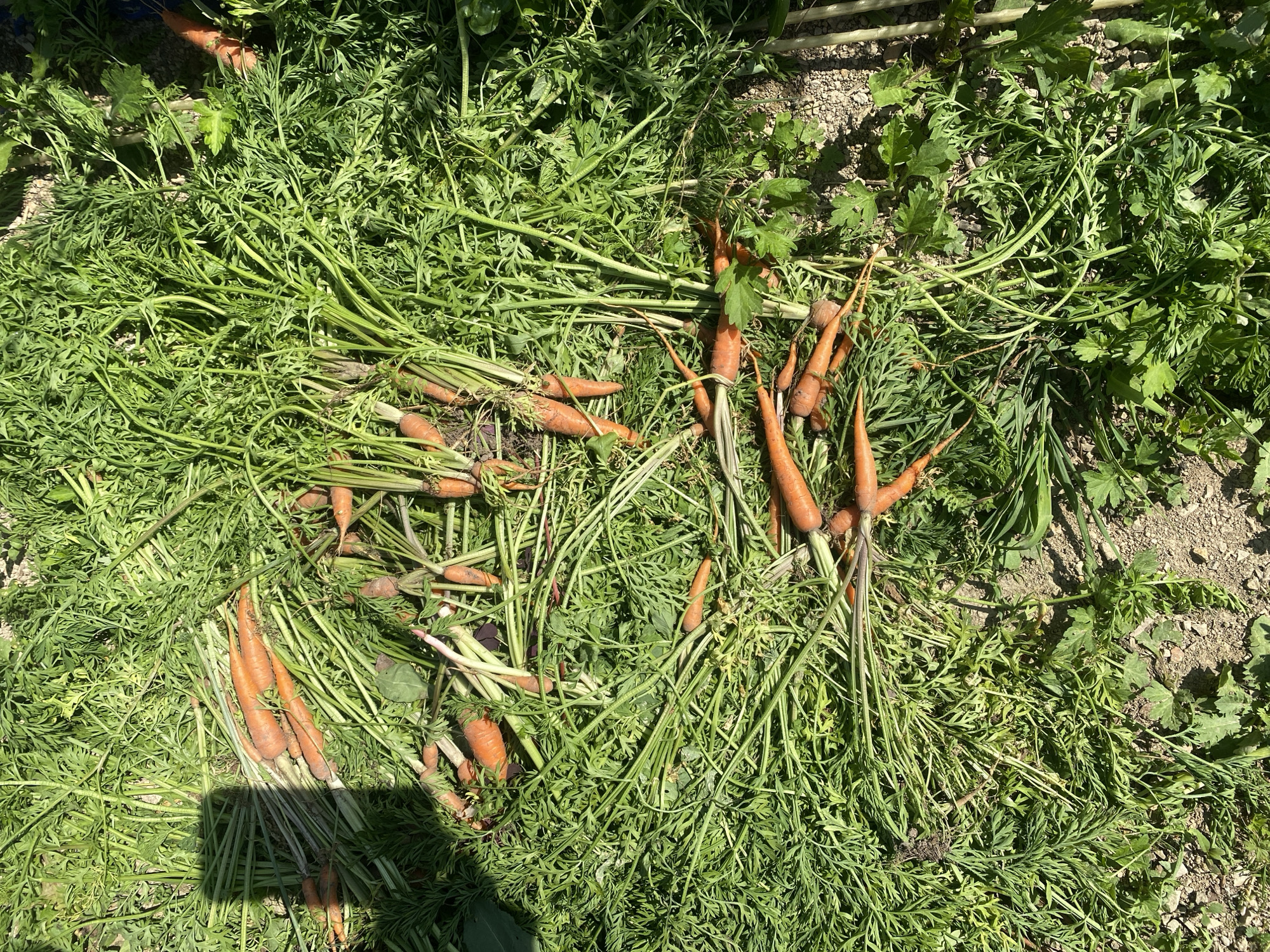 A pile of freshly harvested carrots with their green tops is scattered on the ground amidst soil and vegetation. The carrots, ranging in size and color from bright orange to a lighter hue, are lying in various orientations, some partially covered by their feathery green foliage. The ground appears to be a mix of soil and small stones, with some weeds and other plants growing around the carrots. Sunlight casts shadows across the scene, suggesting an outdoor setting. The image was taken in Tret'ya Pad', Russia.