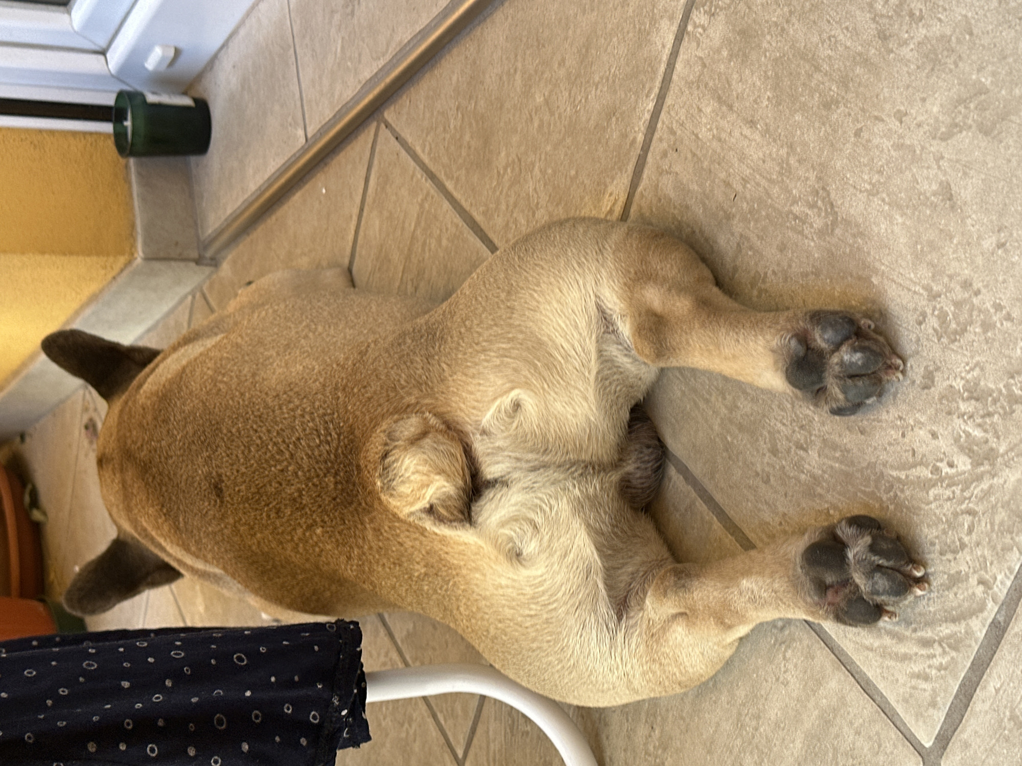 A light brown French Bulldog is lying on its stomach on a tiled floor, viewed from behind. Its tail is curled upwards, and its rear legs are splayed out. The dog is positioned near a dark fabric with a small white circular pattern, possibly a piece of clothing draped over a white chair leg. In the background, a yellow wall and a white door frame are visible. A dark green candle in a jar sits on the tiled floor near the wall. The scene appears to be an outdoor patio or balcony.