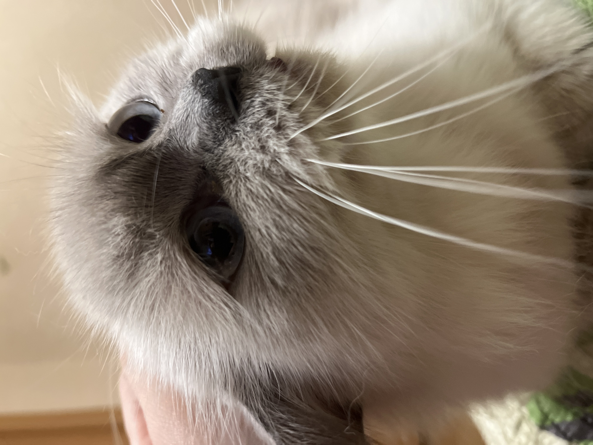A close-up, eye-level shot focuses on the face of a light-colored cat with blue eyes. The cat is being petted by a person's hand on its head, and its mouth is slightly open, revealing a tiny pink tongue. The background is a soft, out-of-focus beige wall, suggesting an indoor setting. The image does not contain any information about the city of Chaikovsky, Russia.