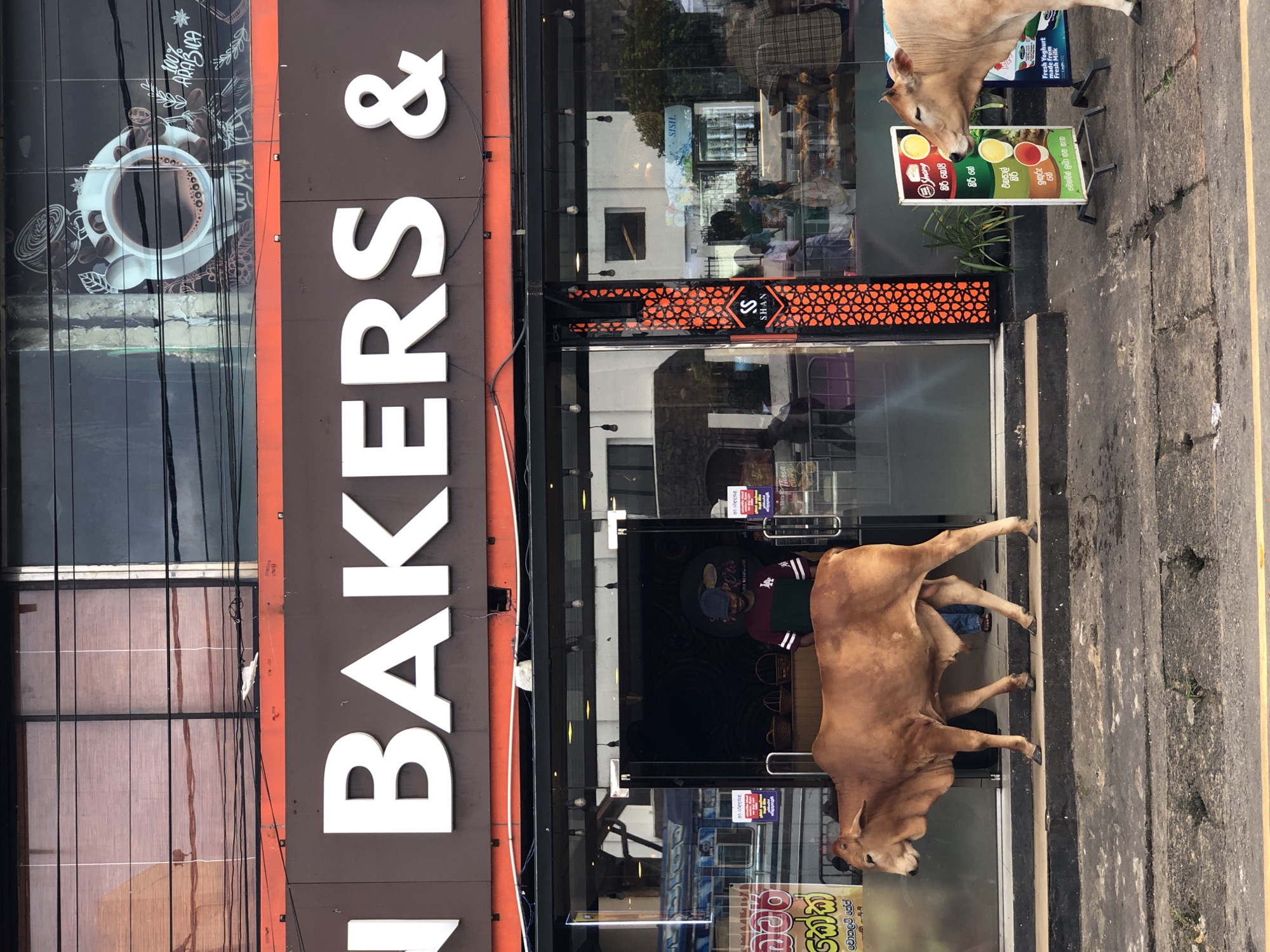 In Galle, Sri Lanka, a brown cow walks along the sidewalk in front of "N BAKERS &," a bakery and cafe. The storefront features large glass windows and a prominent orange trim above the sign. A man in a blue baseball cap and a maroon and green t-shirt stands in the open doorway of the bakery. Another cow, lighter in color, is partially visible on the right side of the frame. Two promotional signs are placed on the sidewalk; one displays images of food and text in an unknown script, and the other advertises "Fresh Yogurt made from Fresh Milk." The street is paved with concrete and shows signs of wear. Overhead, electrical wires are strung across the upper portion of the building.