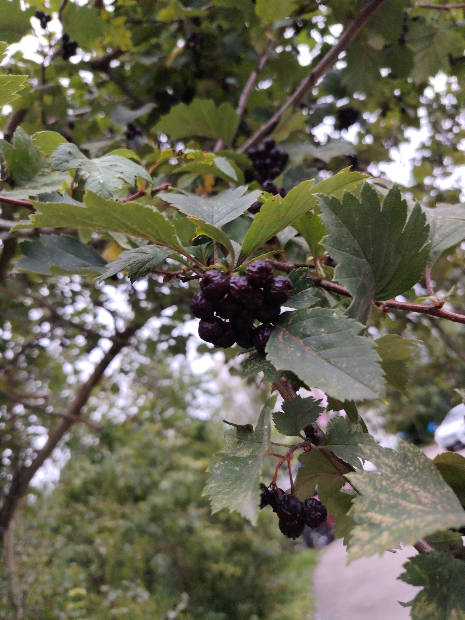 A close-up, eye-level, outdoor photograph shows a cluster of dark berries on a branch with green leaves. The berries are deep purple-black, appearing slightly shriveled and wet. Some berries are clustered together in small bunches, while others are more spread out. The leaves are green, with serrated edges, and some have lighter green or yellowish speckles. The background is blurred, showing more branches, leaves, and what appears to be a light-colored building or car in the distance, consistent with an urban environment. The lighting suggests an overcast day. The overall scene is botanical, focusing on the fruit of a plant.