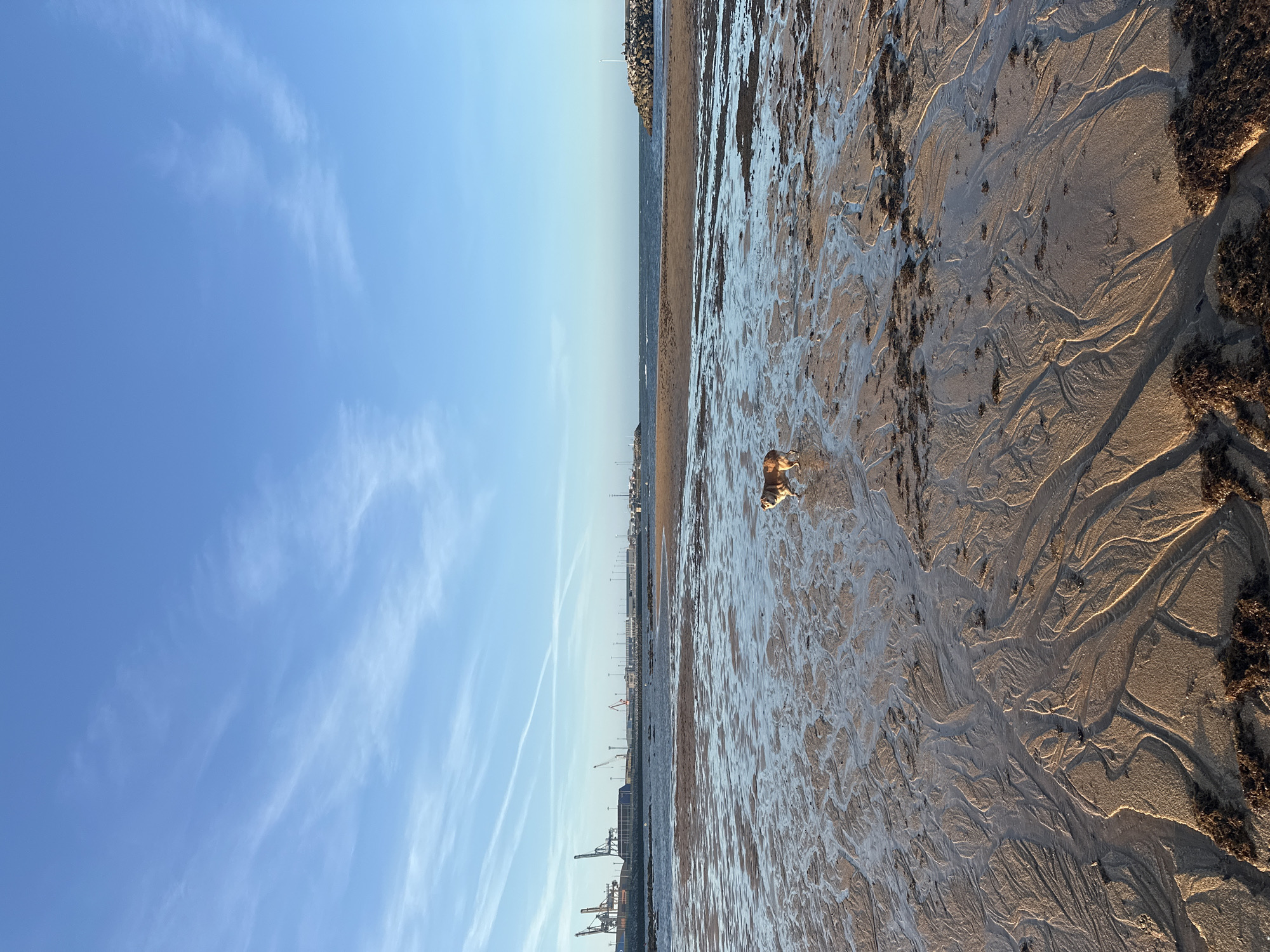 A dog stands on a wet, sandy beach, which displays a pattern of ripples and shallow pools of water. In the background, the sea meets a rocky breakwater. Further in the distance, a harbor with cranes and a line of buildings is visible, along with a clear blue sky with thin, wispy clouds. This scene is the El Musel fishing port in Gijón, Spain.