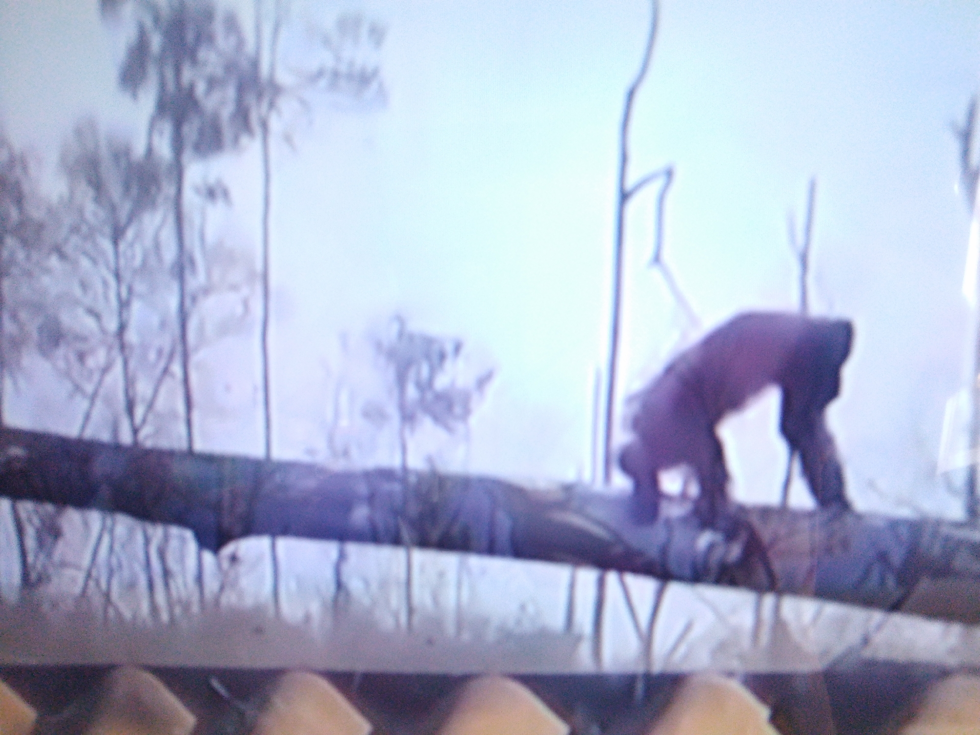A person is visible in the image, bent over a fallen tree. The person is wearing dark clothing and appears to be engaged in an activity related to the tree. The environment suggests an outdoor setting with trees and a hazy sky. The image is blurry and low-resolution, making it difficult to discern specific details about the person's features, the type of tree, or the surrounding landscape. There is no identifiable context within the image to suggest a location in Dushanbe, Tajikistan.