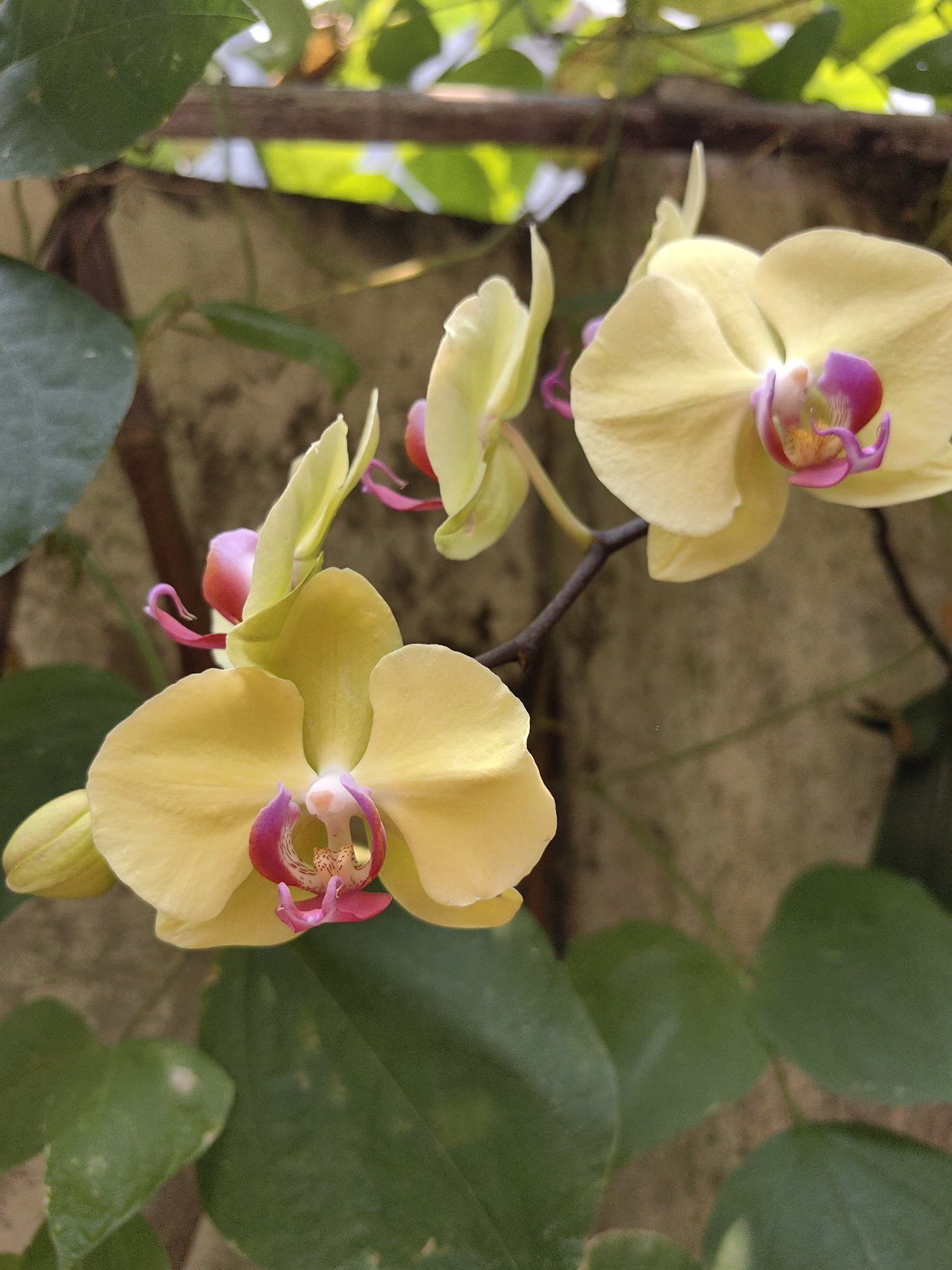 The image depicts a cluster of yellow orchids with pink and red centers, growing against a wall with green foliage. The location is Bai Chay Ward, Vietnam. The scene contains close-up shots of the orchids in bloom, with an out-of-focus background of leaves and a concrete wall. A branch supports the orchids. The focus is on the color and texture of the orchids and the surrounding flora.