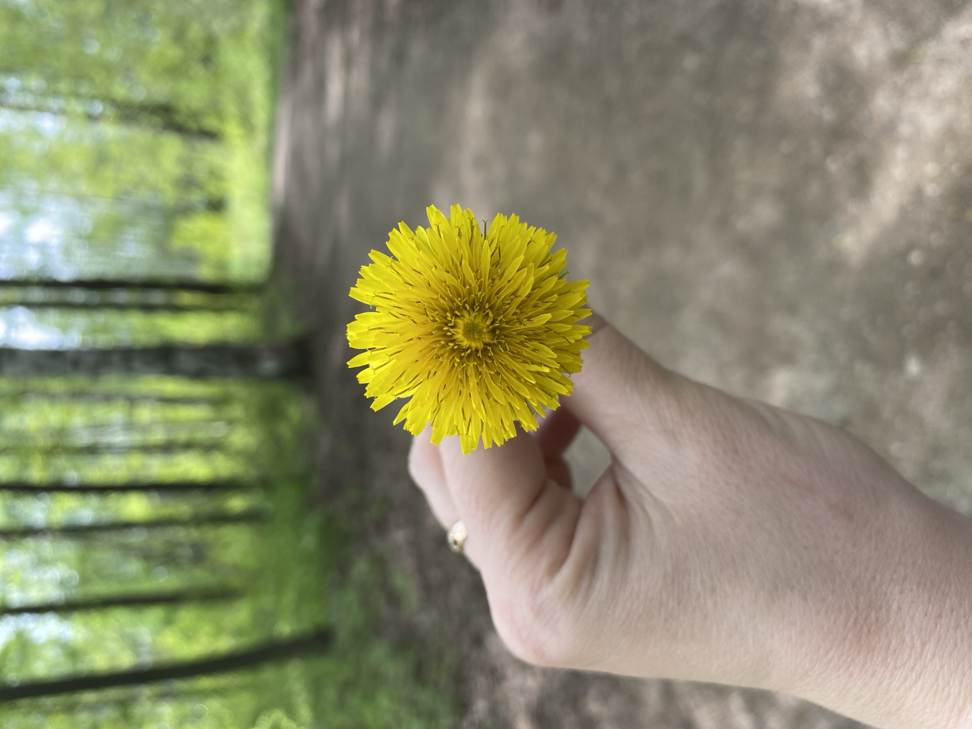 A hand holds a bright yellow dandelion flower in front of a blurred background. The hand is light-skinned and has a gold ring on one of the fingers. The background consists of a dirt path and out-of-focus green foliage, suggesting a park or wooded area. The specific location in the city of Noviy, Russia cannot be determined from the image alone.