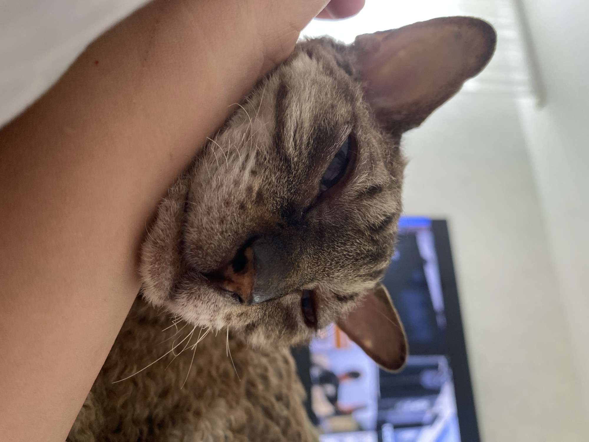 An extreme close-up shot captures a tabby cat resting its head on a person's arm. The cat's eyes are partially closed, giving it a sleepy or content expression. The cat's fur appears to be slightly curly or ruffled, and its tabby markings are visible on its face and body. The person's arm, which is lightly tanned, provides a soft resting place for the cat. In the background, a television screen displays an image, though it is out of focus. The overall setting appears to be indoors, possibly a living room, with soft lighting. The image does not contain any elements that would allow for the determination of its location in Perm, Russia.