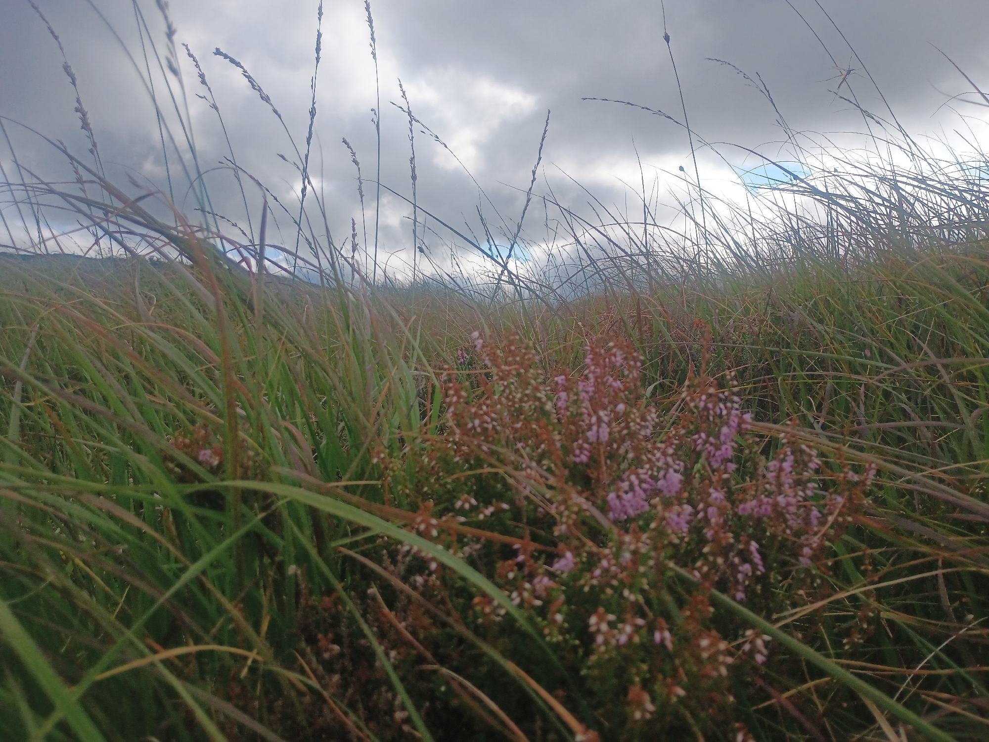 The image shows a low-angle view of a grassy field with a cluster of pink heather in the foreground. The grass is tall and green, with some blades appearing dry and brown. The heather is in bloom, with small pink flowers. In the background, a hill is visible, partially obscured by the grass. The sky is overcast with dark clouds. The location is described as Unknown, Unknown.