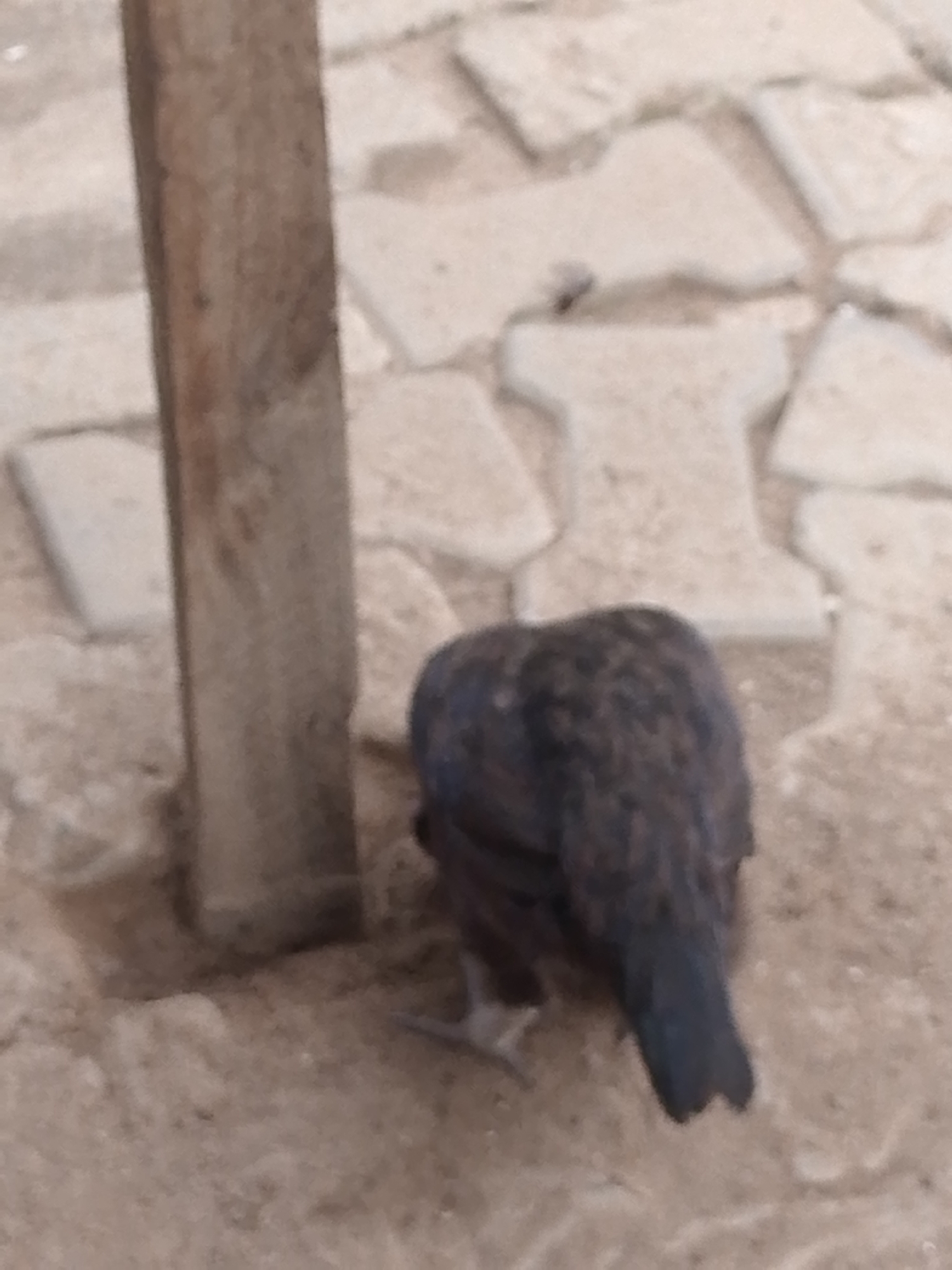 A single bird is pictured from behind, standing on a paved ground surface. The bird appears dark in color with some lighter brown markings on its back. It is facing away from the camera, with its head lowered. To the left of the bird is a vertical wooden post, appearing weathered. The ground is made up of interlocking concrete pavers, forming a mosaic pattern. The lighting suggests an outdoor environment, possibly during daytime. The scene is consistent with a public space or courtyard in Abuja, Nigeria, where such paving is common.