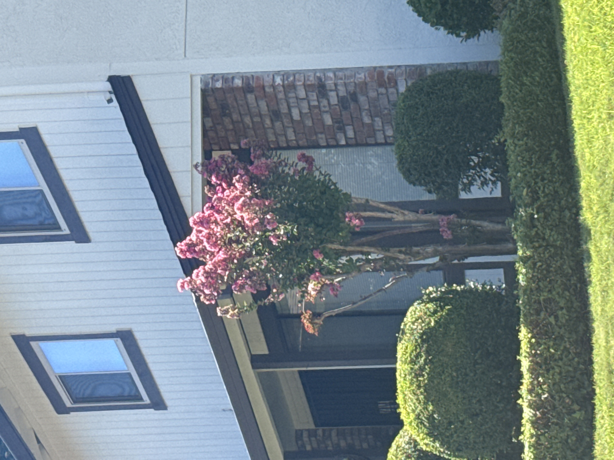 This is a medium shot, taken outdoors on a sunny day in Citrus Heights, California, USA. In the foreground, a well-maintained lawn is visible, with a neatly trimmed hedge running across the bottom of the frame. Behind the hedge, two large, spherical bushes are positioned, and to the right, another smaller spherical bush. A flowering crape myrtle tree with bright pink blooms stands in front of a brick wall. The tree has multiple slender trunks. To the left of the tree, a dark-colored doorway is partially visible behind tinted glass. Above this, a window with a dark frame and blinds is set into a white, vertical-paneled wall. To the right of this window, a second, similar window is visible. A security camera is mounted on the white wall near the roofline. The architecture suggests a residential building, possibly a townhouse or apartment complex.
