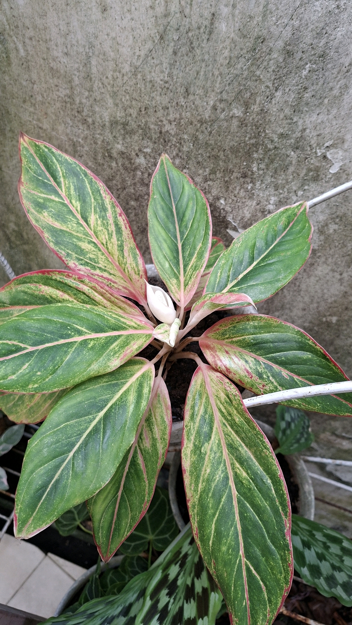 A top-down, close-up shot shows a potted Aglaonema plant with variegated green and pink leaves, a single white flower, and a textured concrete wall in the background. The plant is in a gray pot and appears to be outdoors, possibly on a balcony or patio. The concrete wall is weathered and discolored, with some horizontal lines suggesting a corrugated texture or formwork. A white metal rod runs horizontally across the top right of the frame. The scene is located in Palembang, Indonesia, evidenced by the visual context and common horticultural practices in the region. The lighting suggests it is daytime, possibly overcast, as there are no harsh shadows.